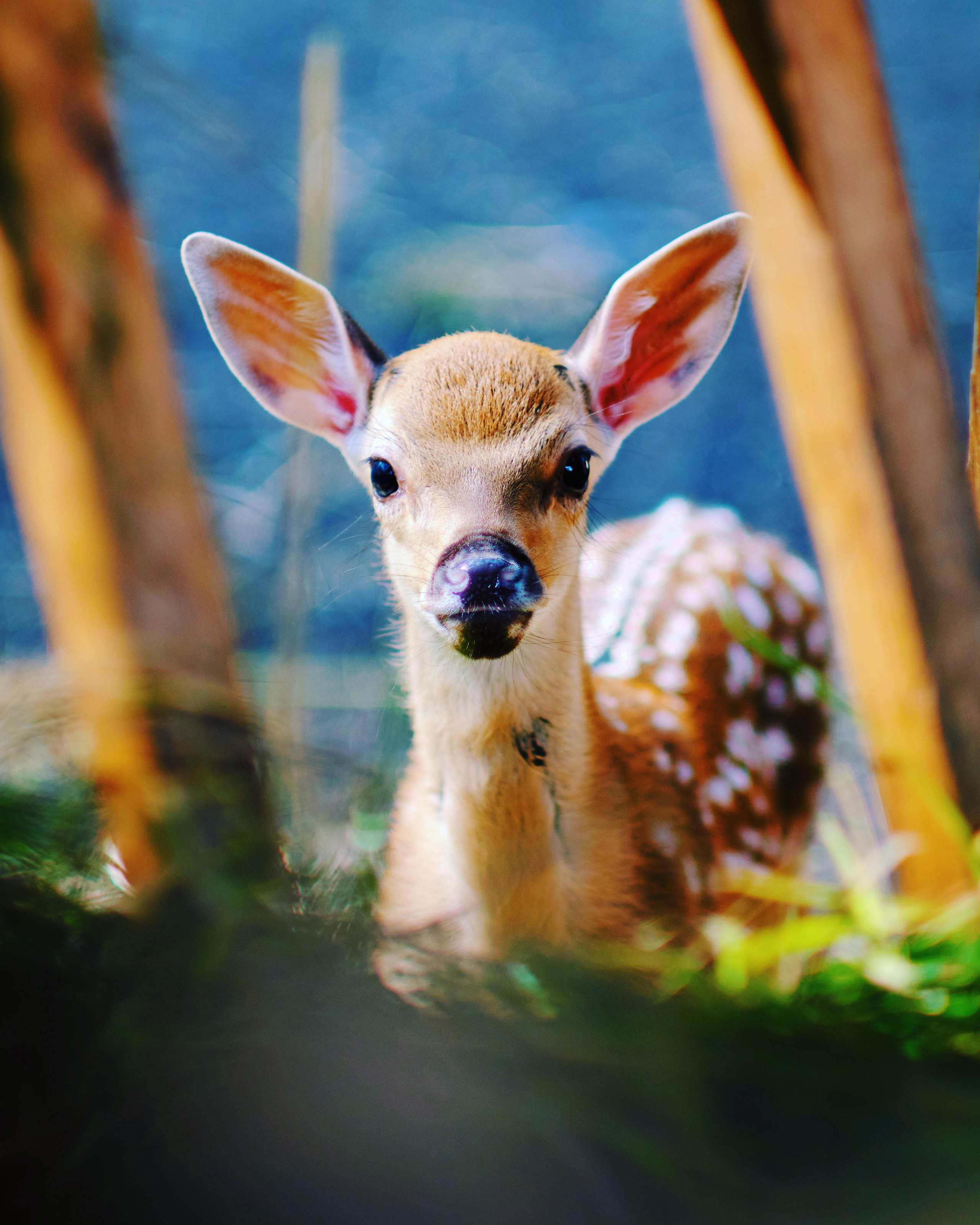 Nature. GubanovPhoto