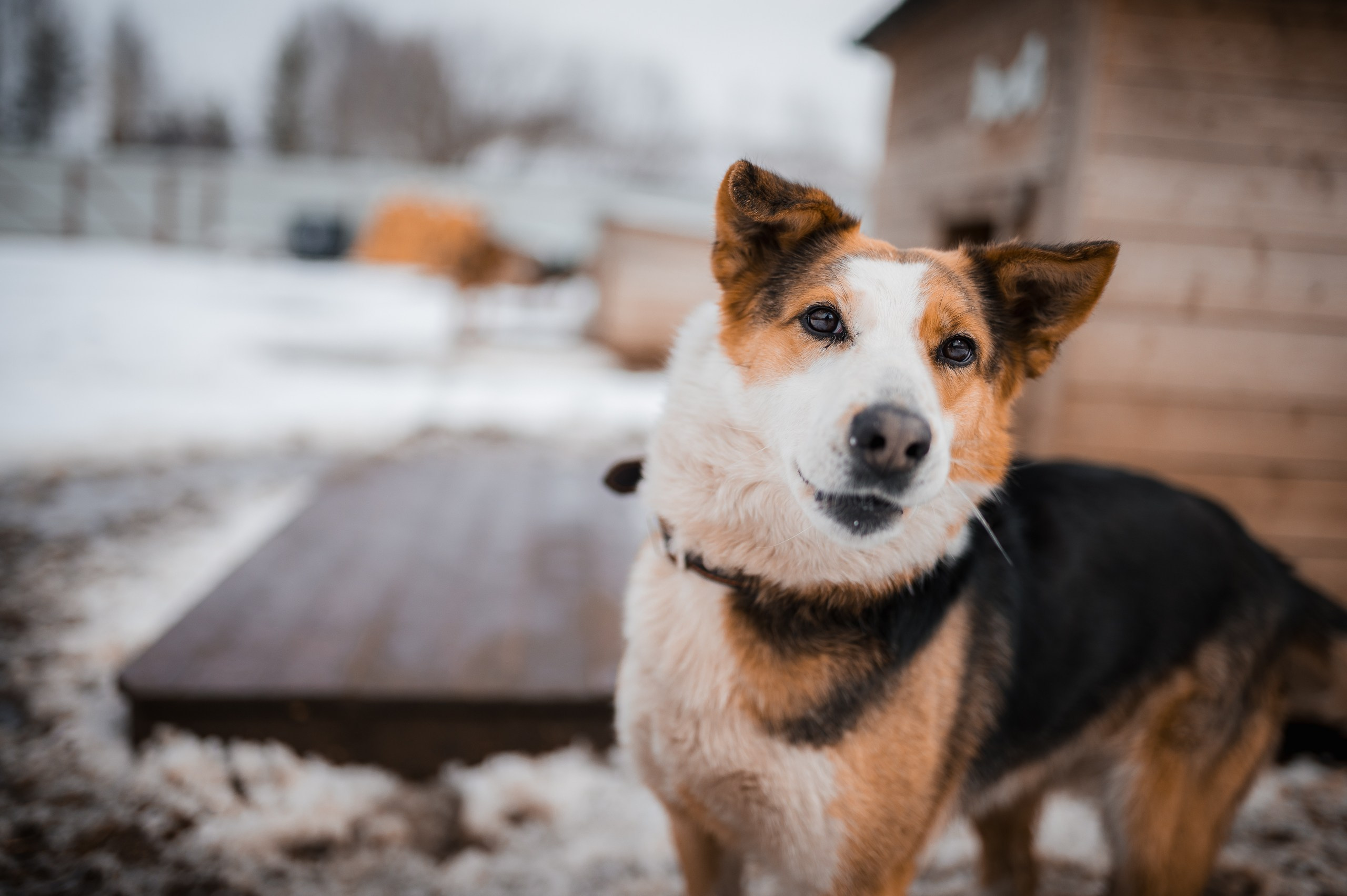 Лора. Улыбка собаки — спасение и пристройство бездомных собак