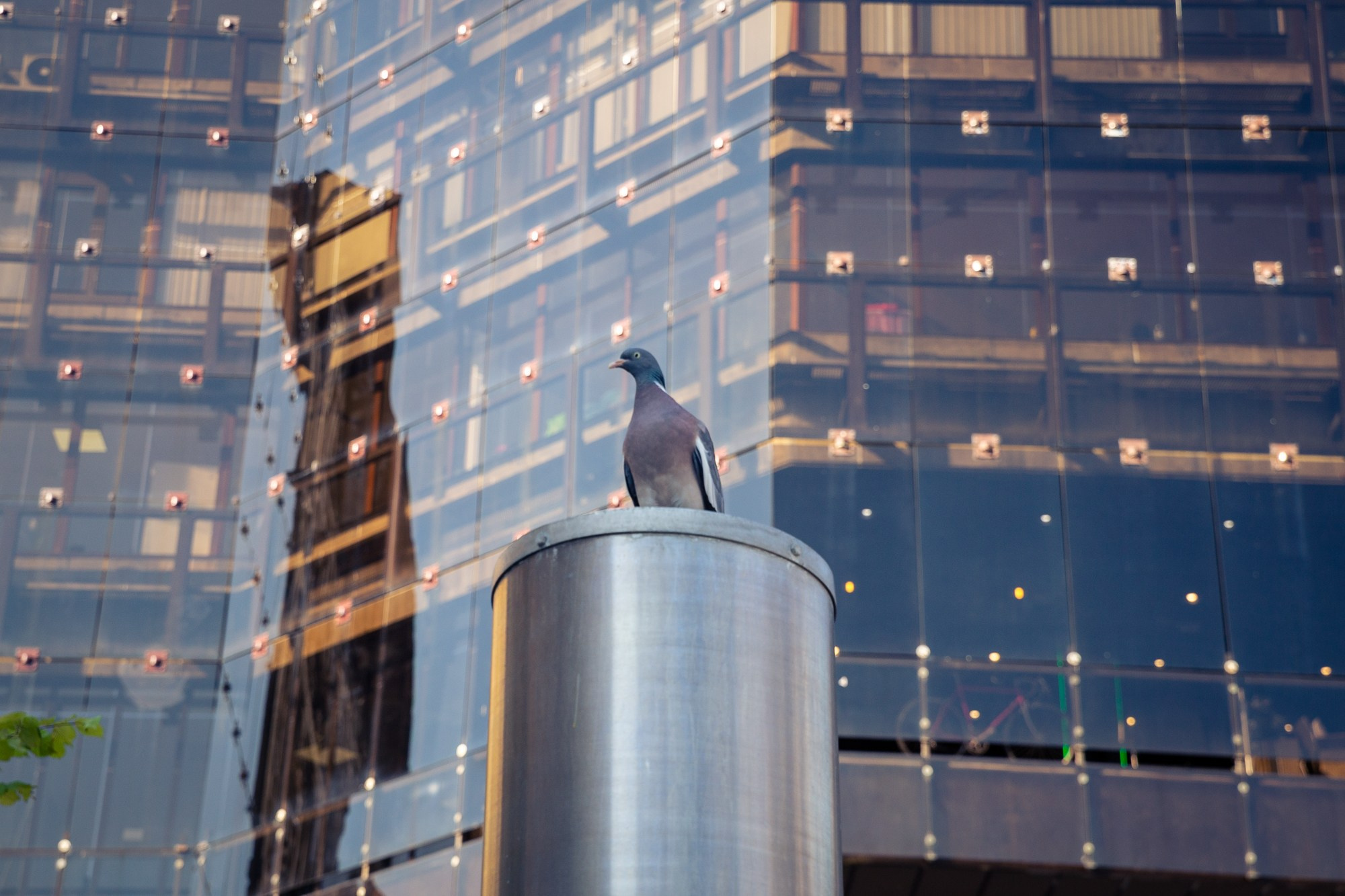 pigeon