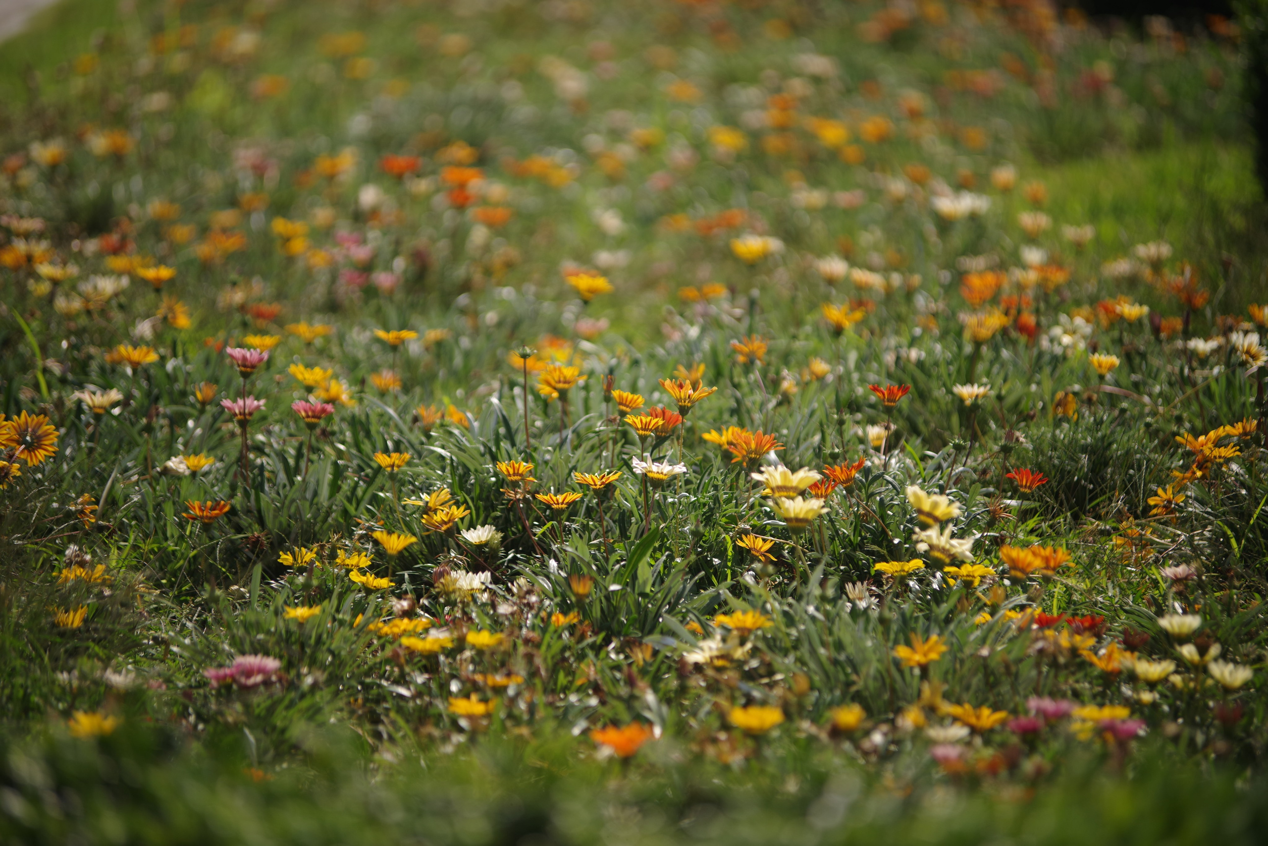 Батуми с ლილე. Портретный фотограф Денис Милютин