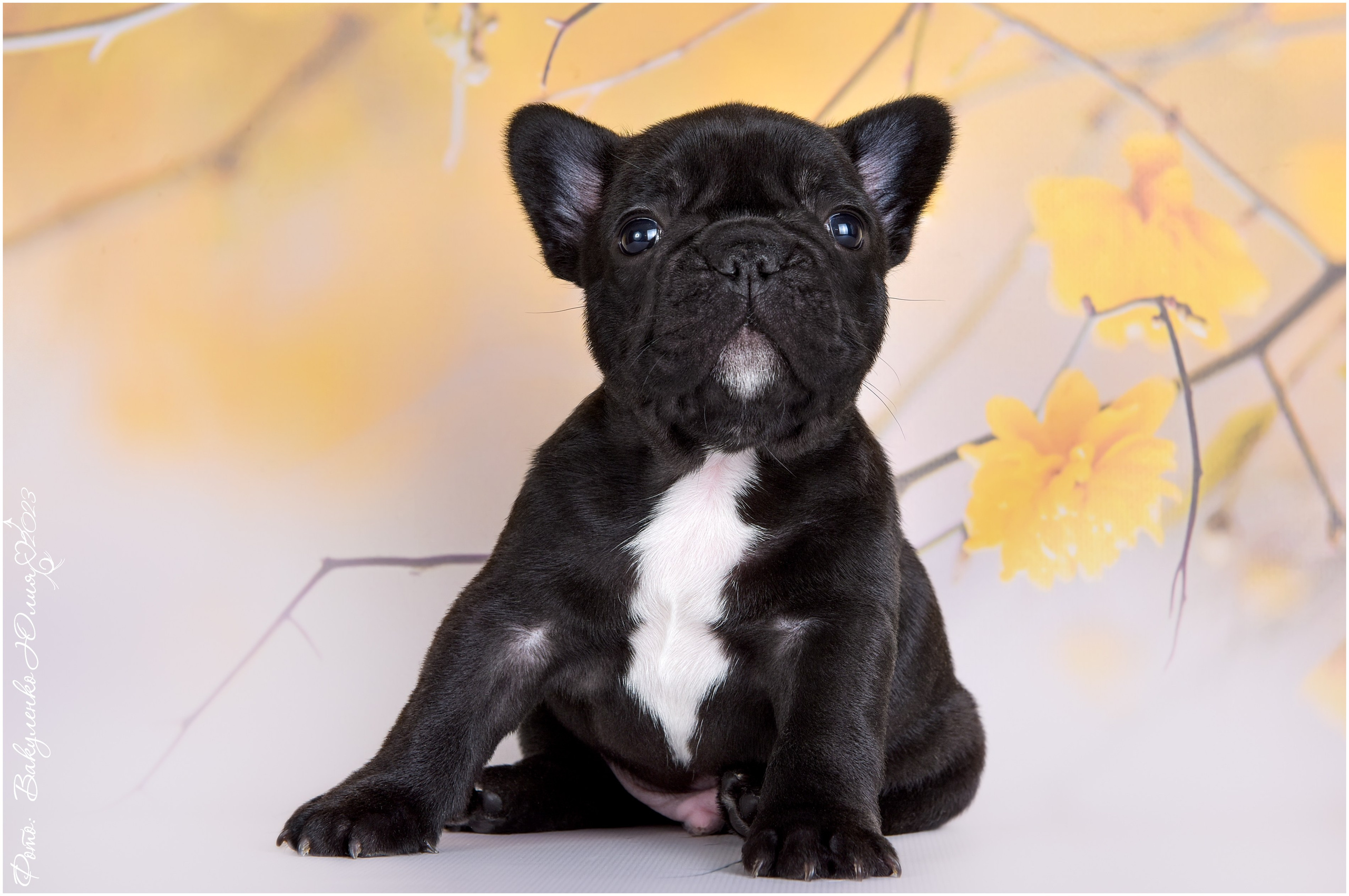 Студийная съемка. Фотограф анималист | семейный Юлия Вакуленко, г. Краснодар