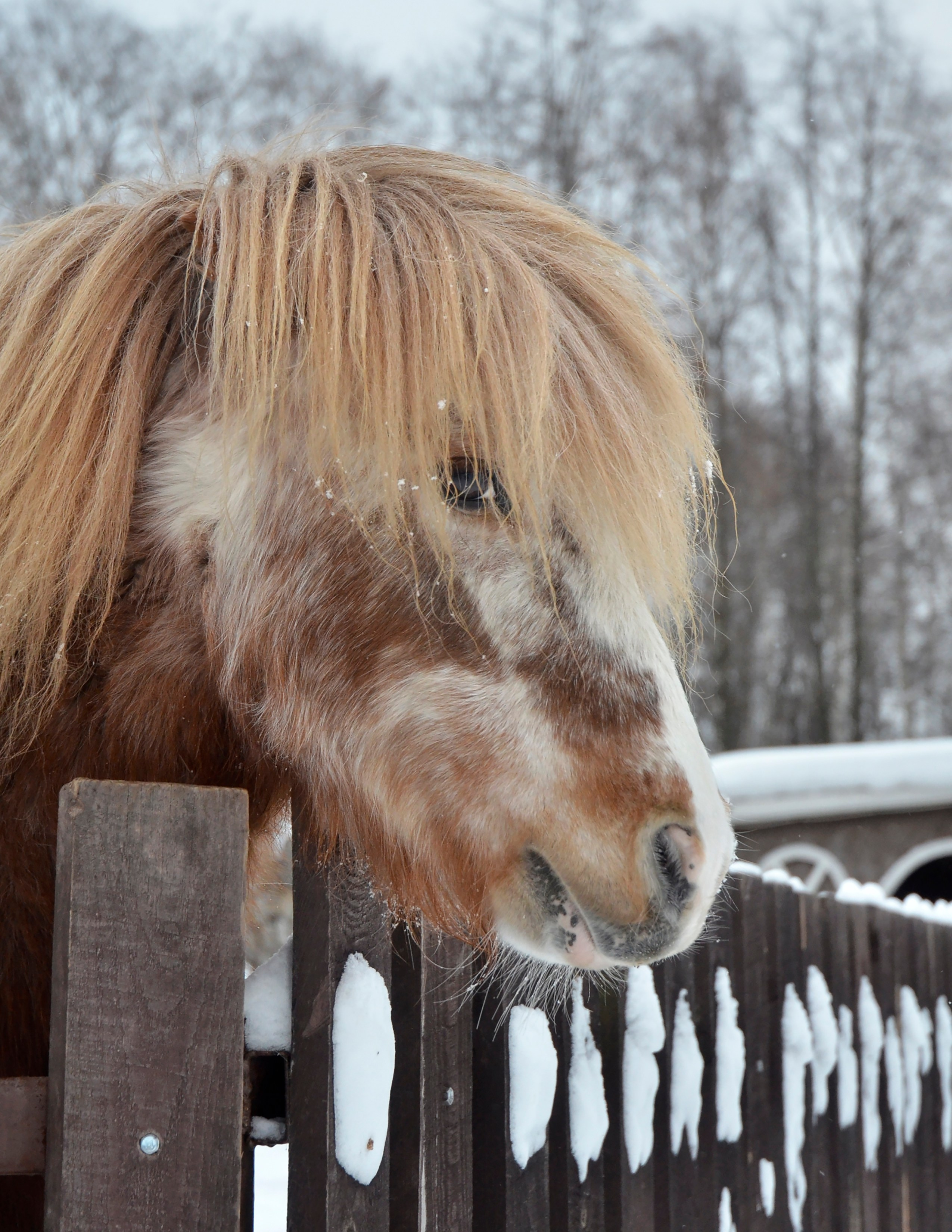 Лошади. Фотограф анималист