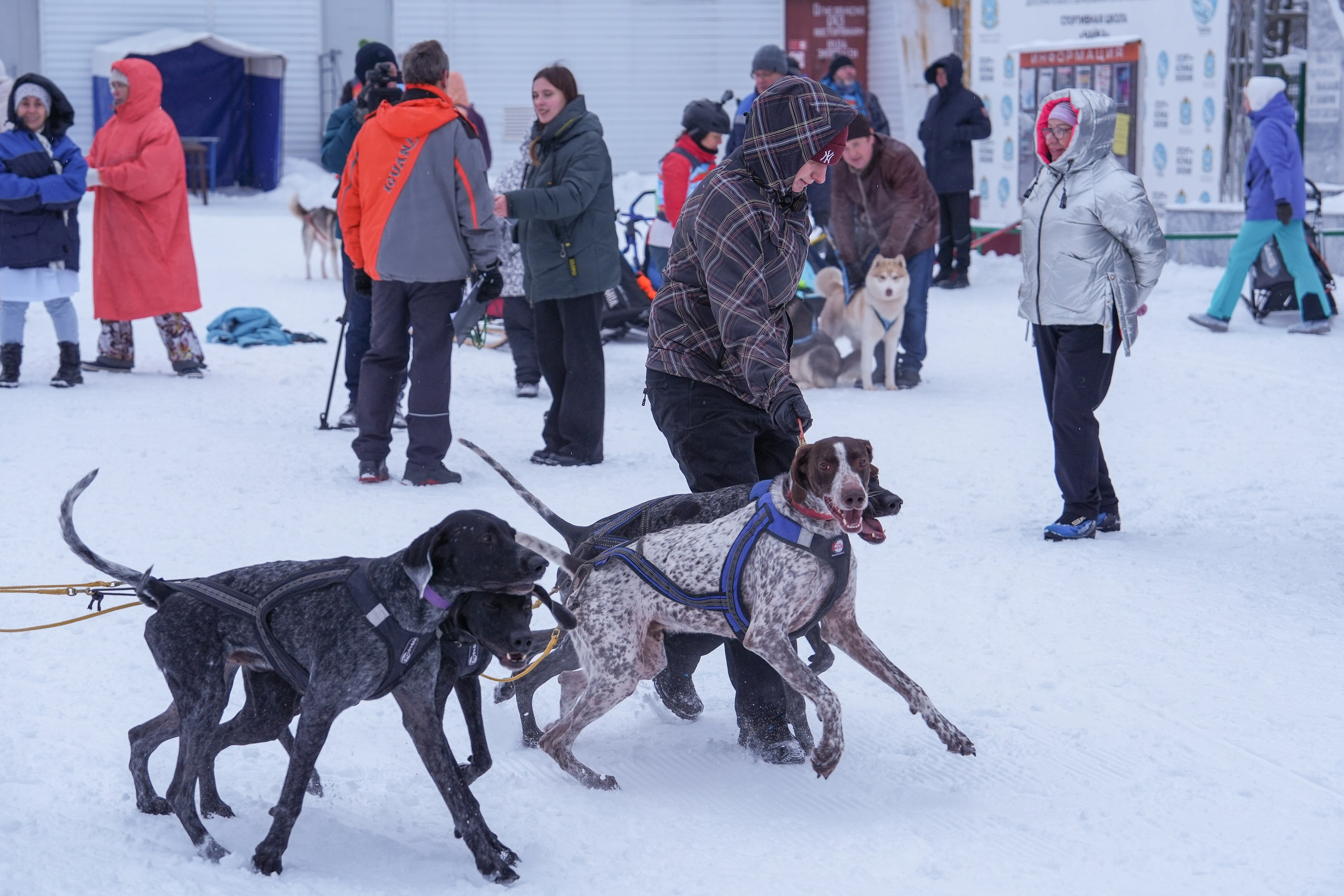 Рождественские гонки на собаках. Т/б «Чайка». Семейный фотограф Владимир Просвиркин. г. Самара