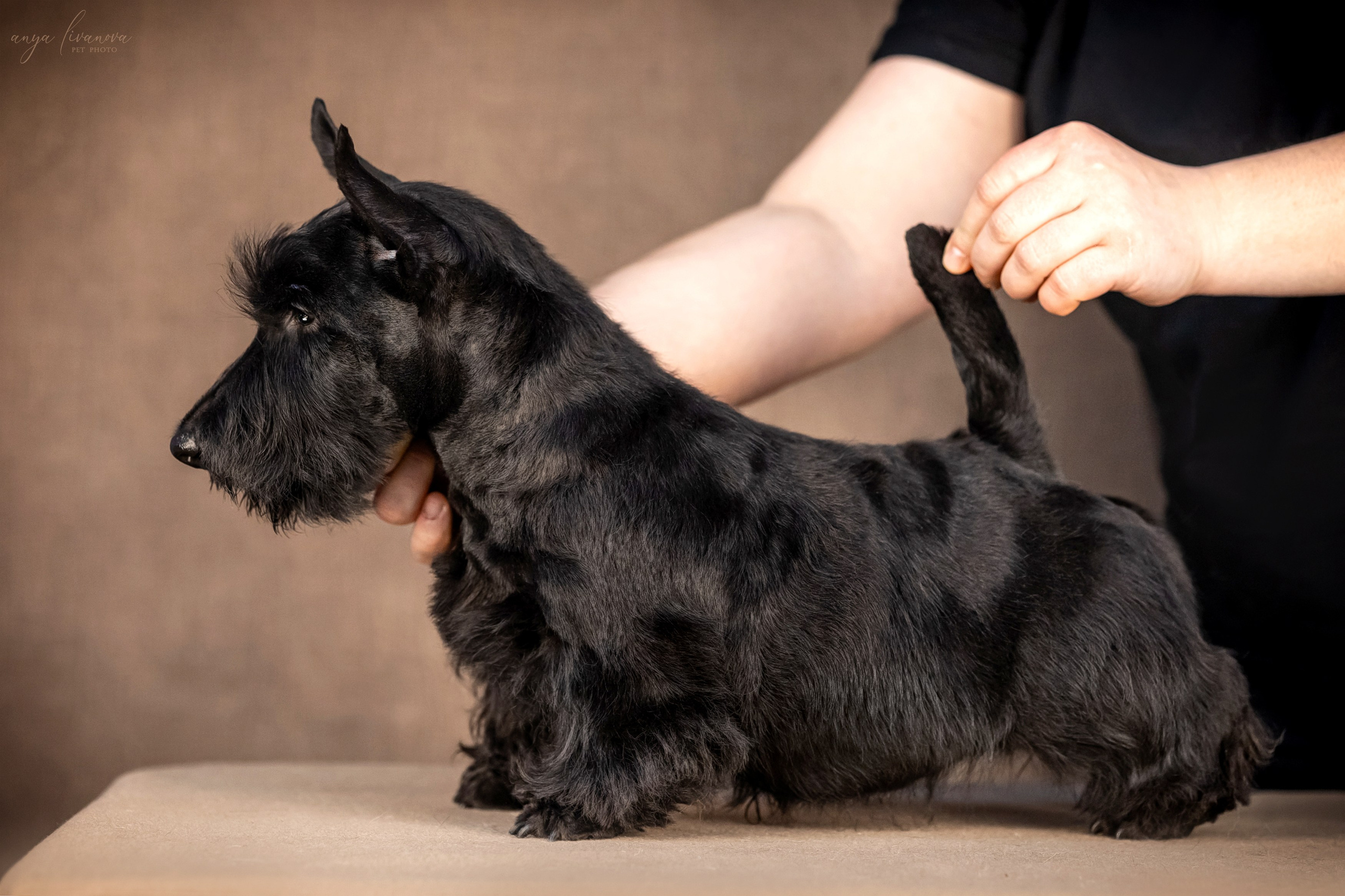 Скотчики. Фотограф анималист Аня Ливанова | Рыбинск