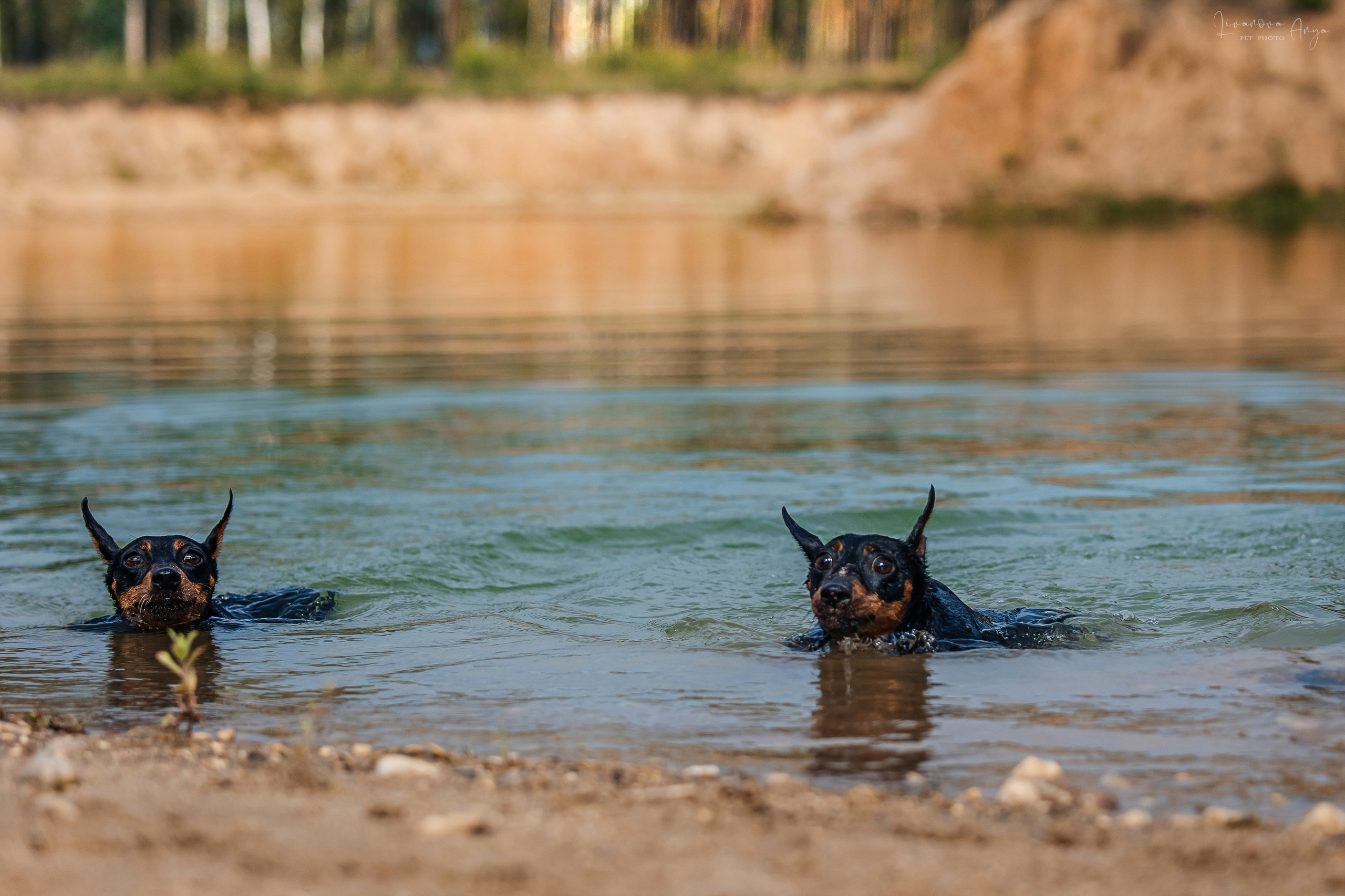 Троицкий карьер. Фотограф анималист Аня Ливанова | Рыбинск