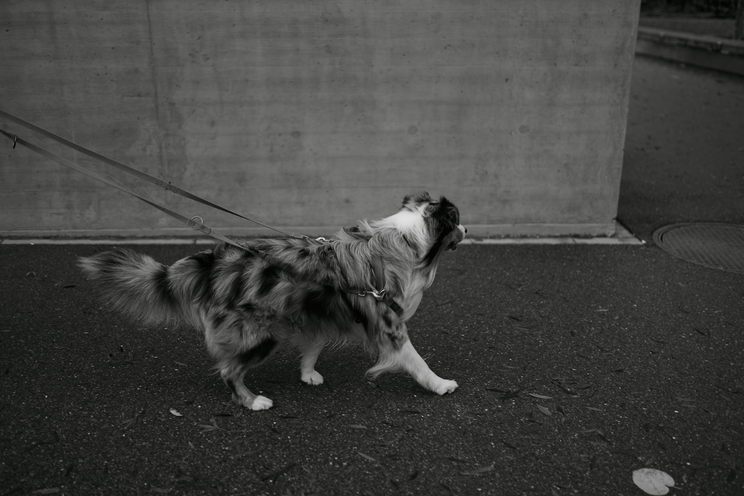 Осень в Цюрихе. Ваш душевный фотограф