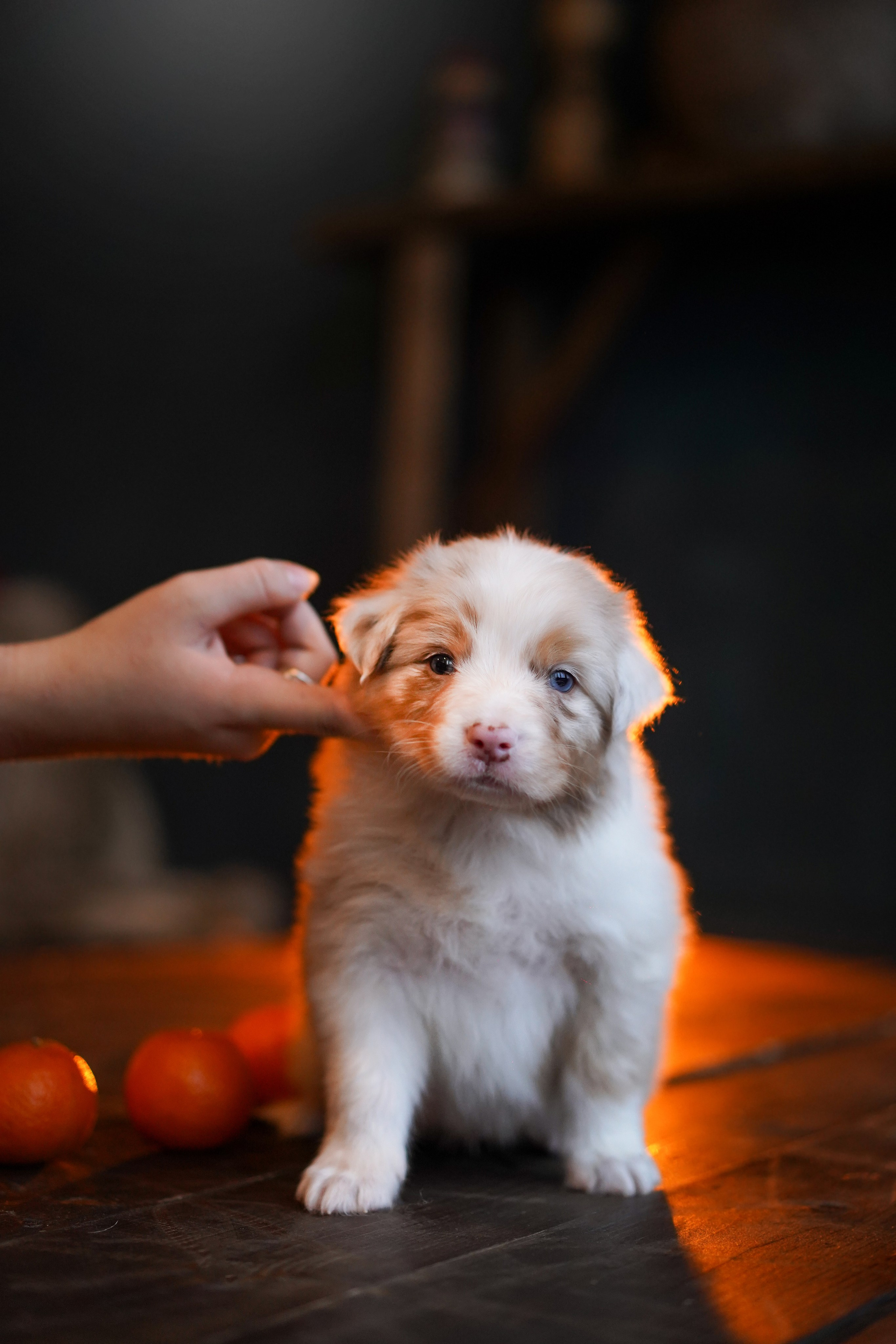 Щенки австралийской овчарки. Фотограф-анималист в Санкт-Петербурге Яна Мартынова