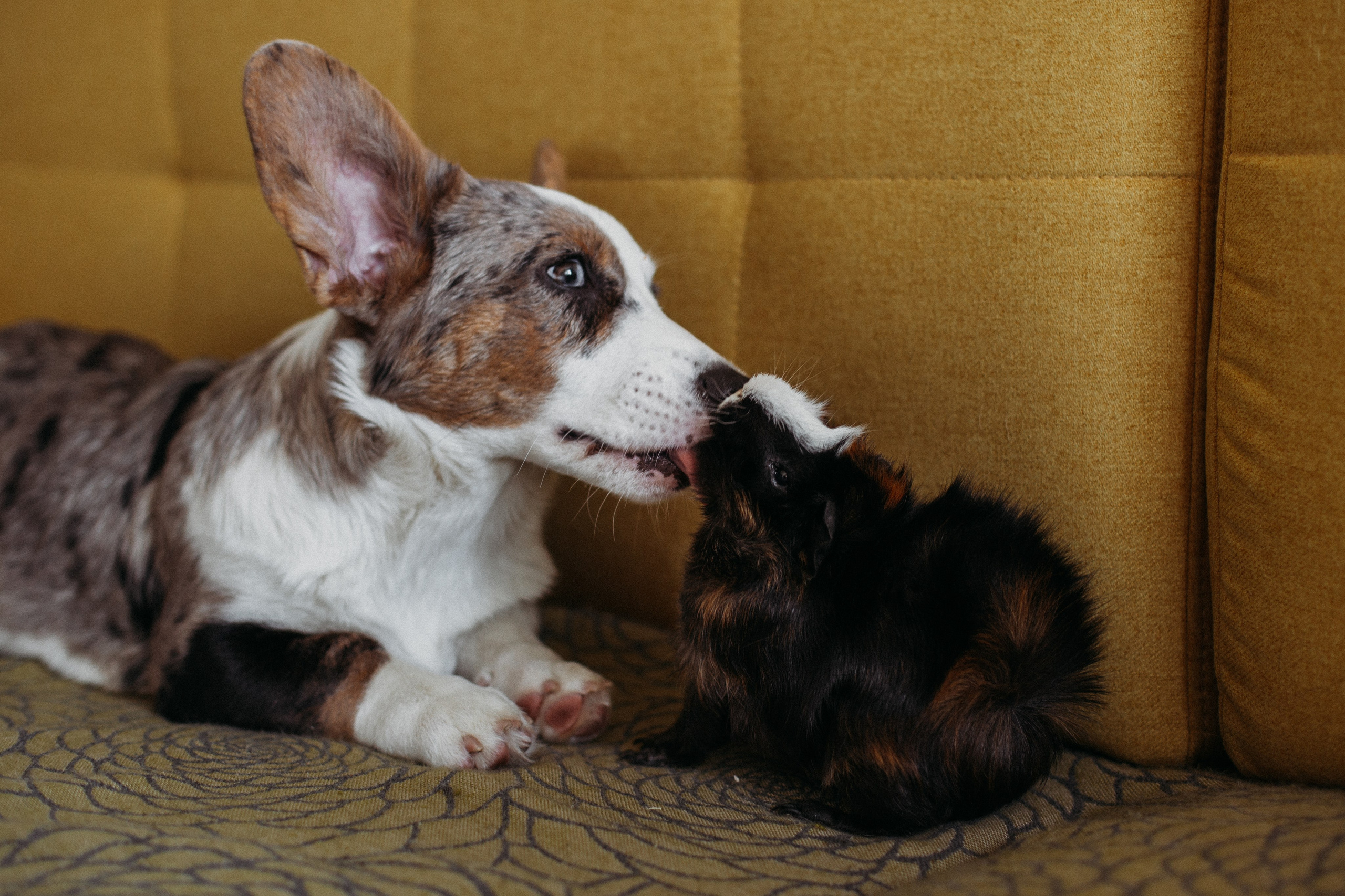 Ксюша, Жан и Марципан. Семейный фотограф в Самаре