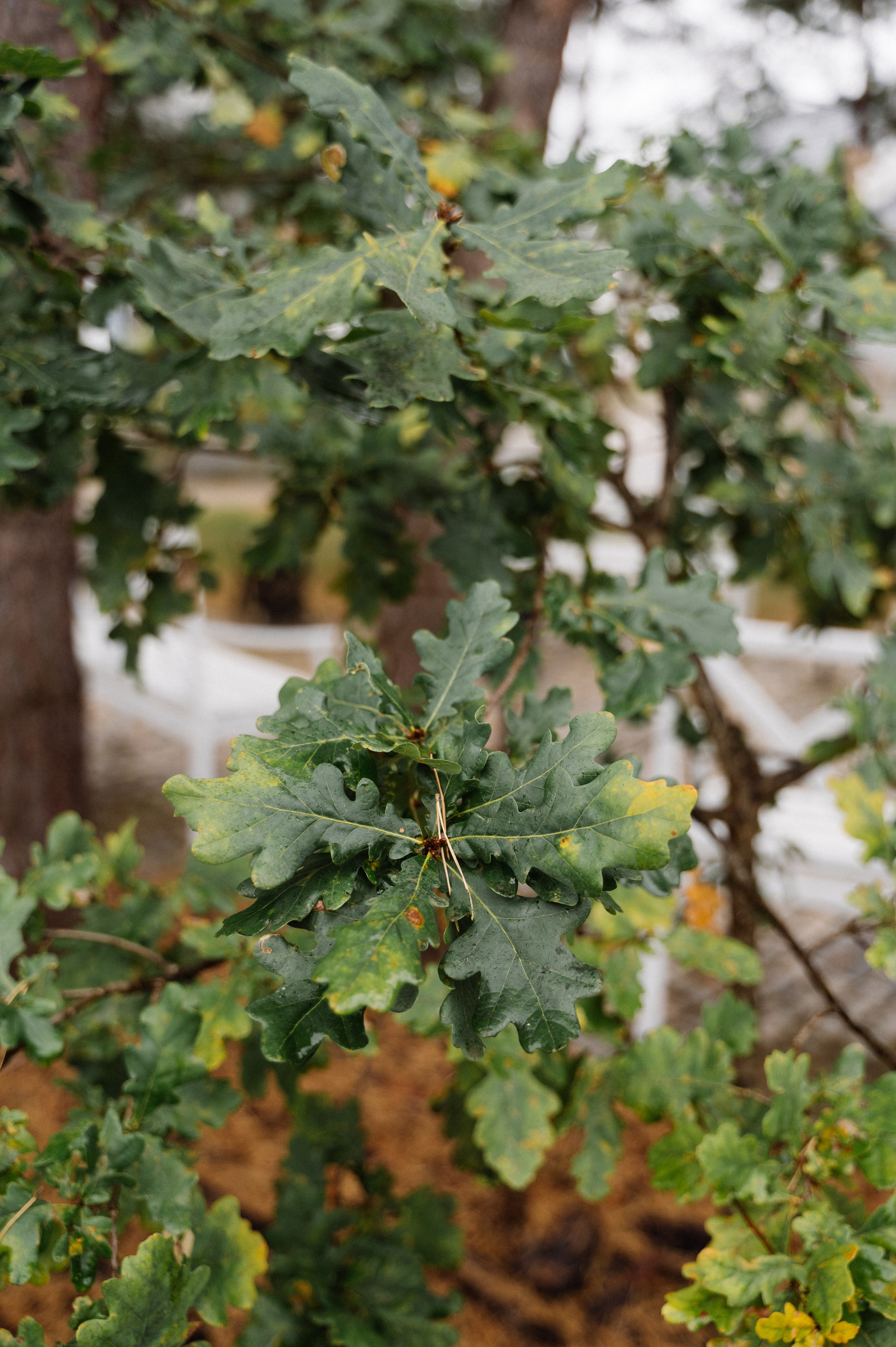 N&A. Свадебный фотограф Минск