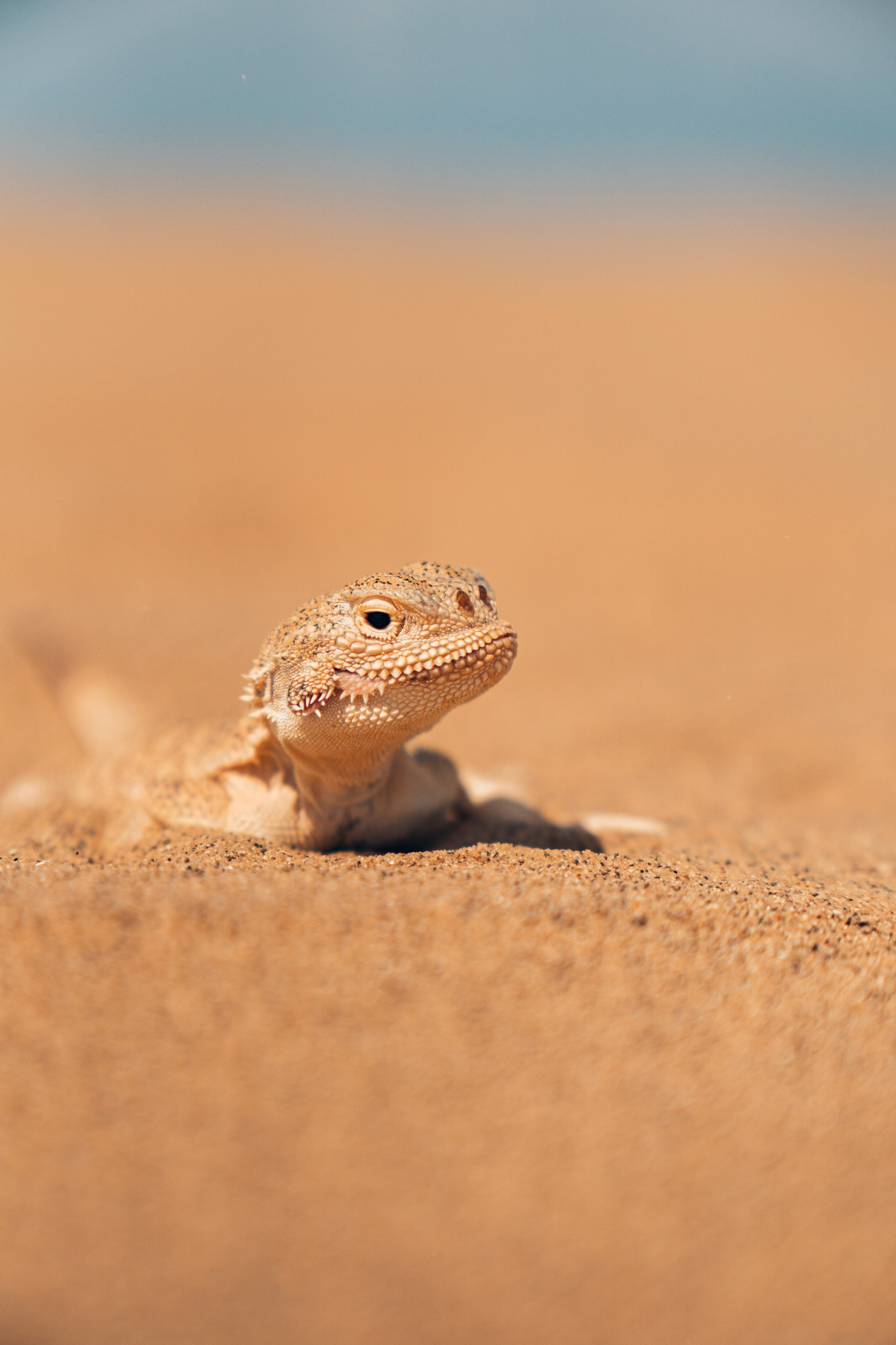 Ящерка Ушастая ящерица Бархан Сарыкум Сары-Кум Республика Дагестан gusarov2906 