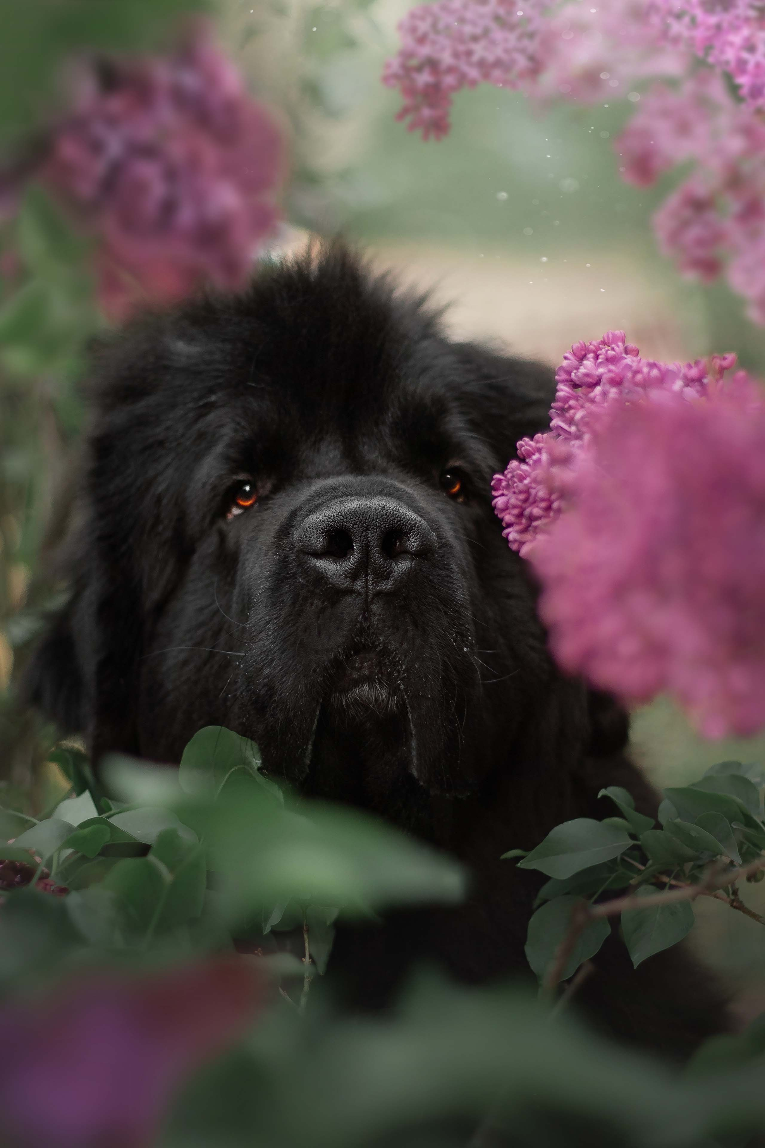 Портфолио фотографа-анималиста из Воронежа Алины Ивановой. Фотограф — анималист Алина Иванова