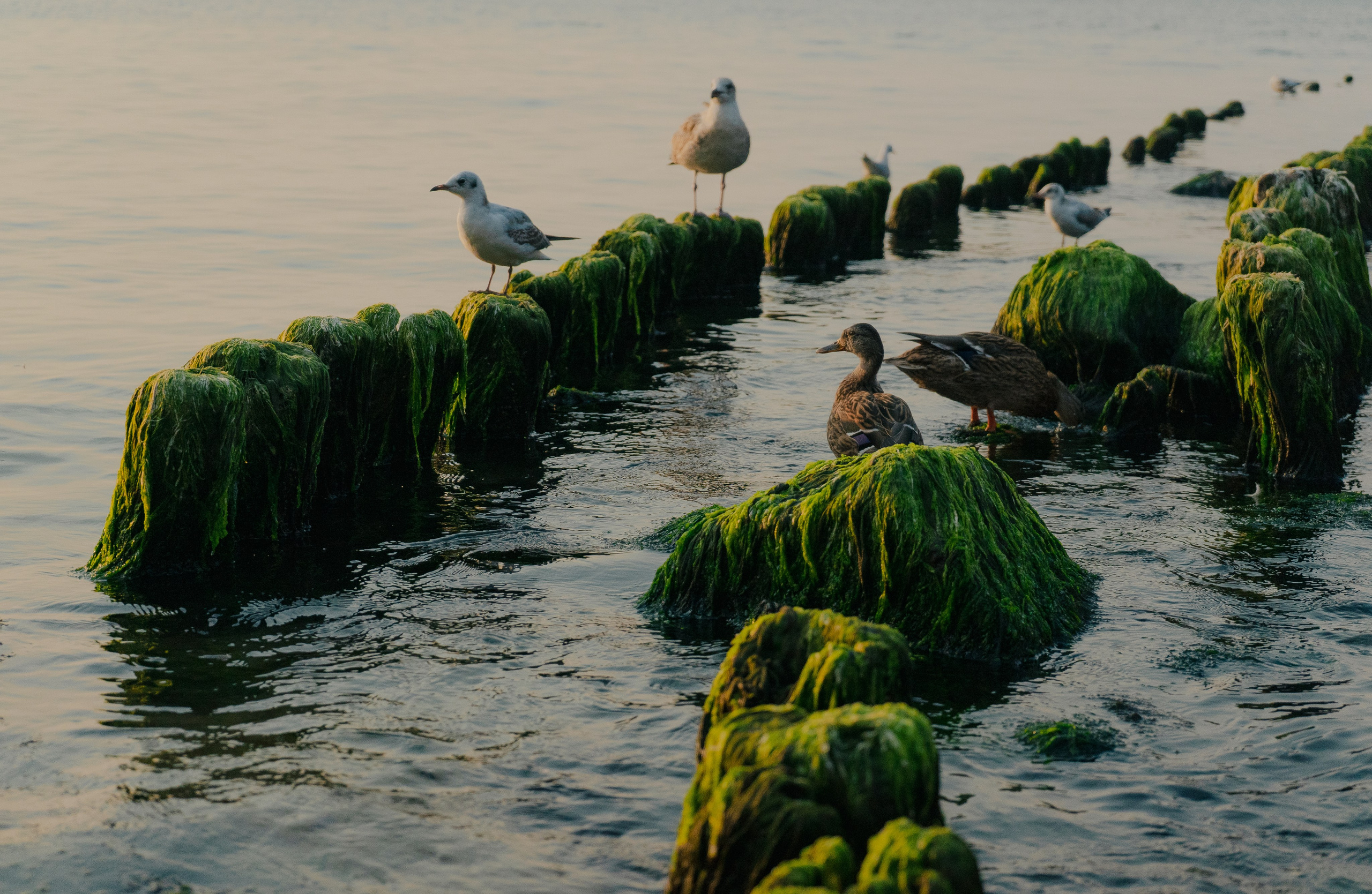 Балтийское море. Денис Марков — фотограф в Екатеринбурге
