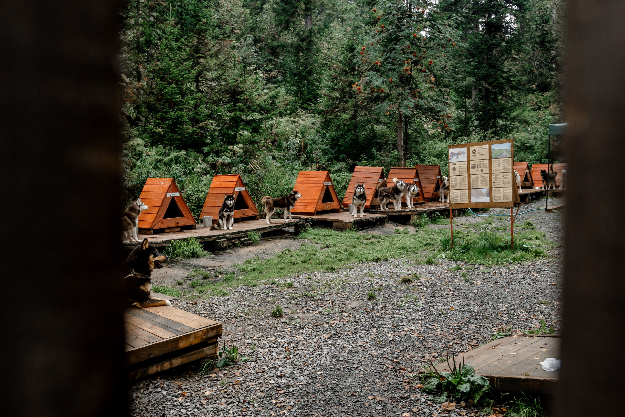 Дог-треккинг