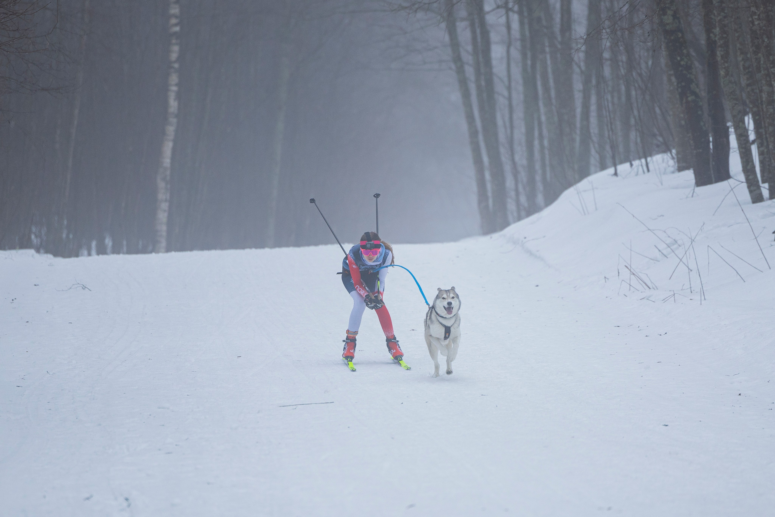 Зимний Чемпионат Санкт-Петербурга по ездовому спорту. Фотограф-анималист Анна Маринич