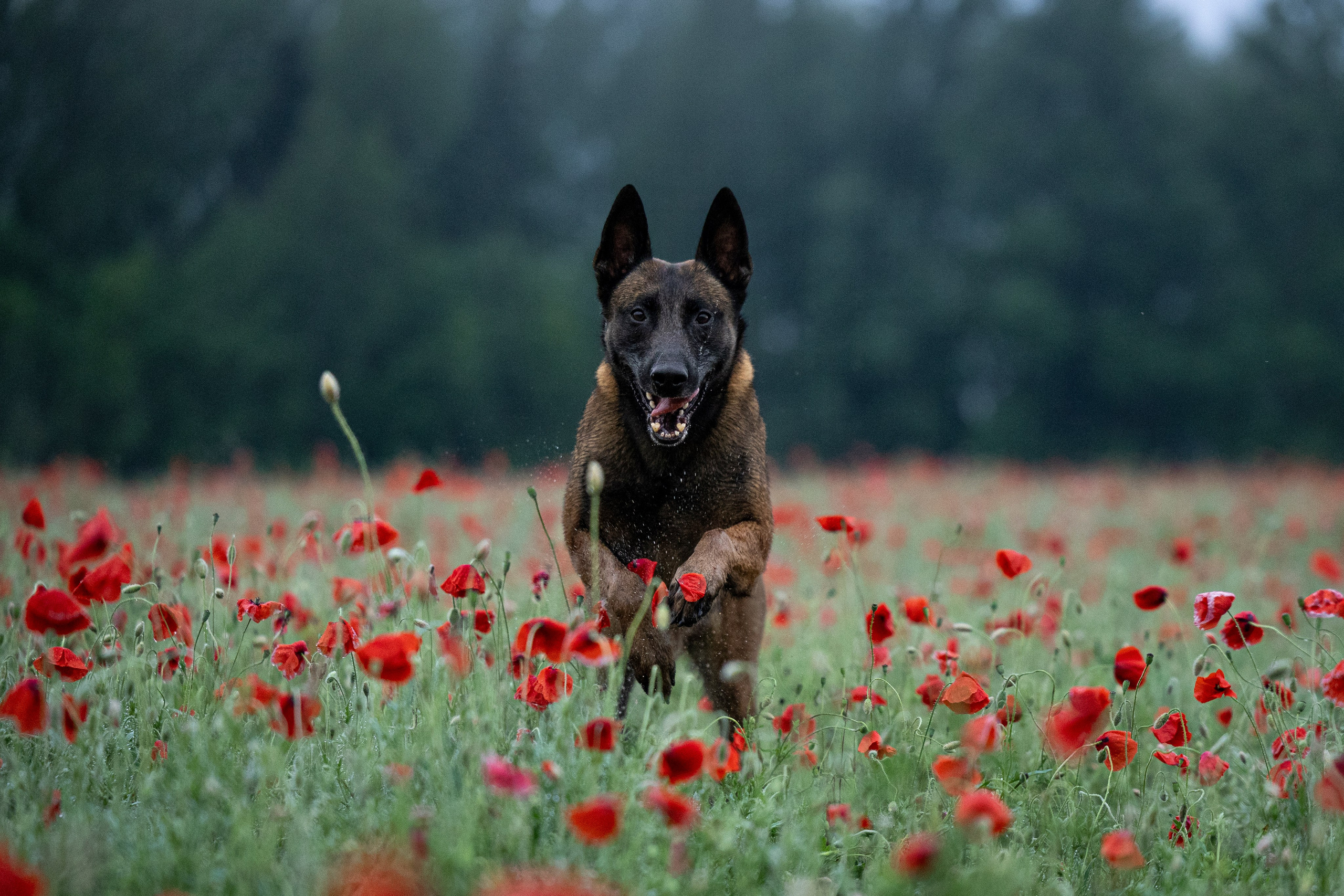 Маковое поле. Фотограф-анималист Анна Маринич