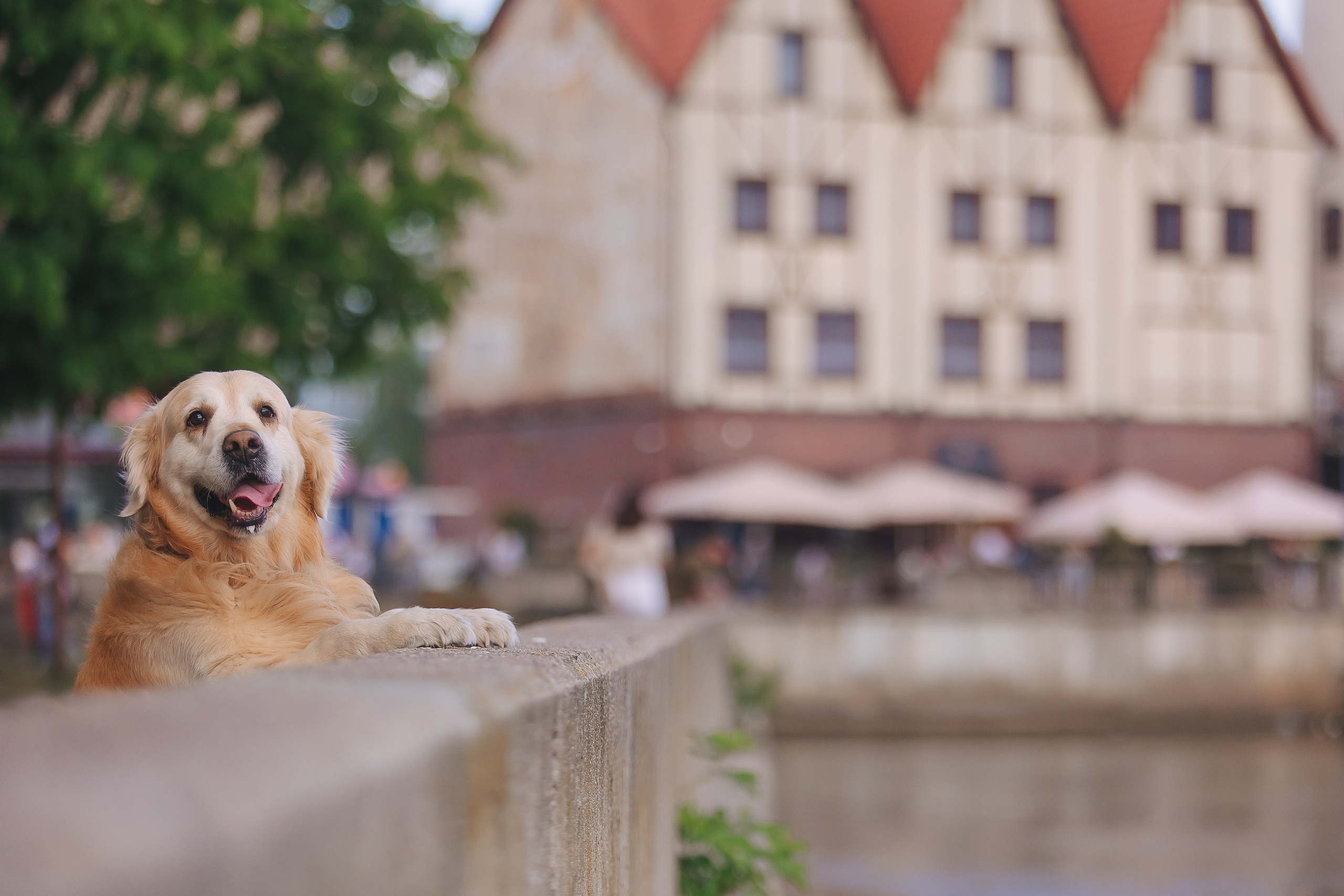 Золотистый ретривер Кант, Калининград. Свадебный и женский фотограф