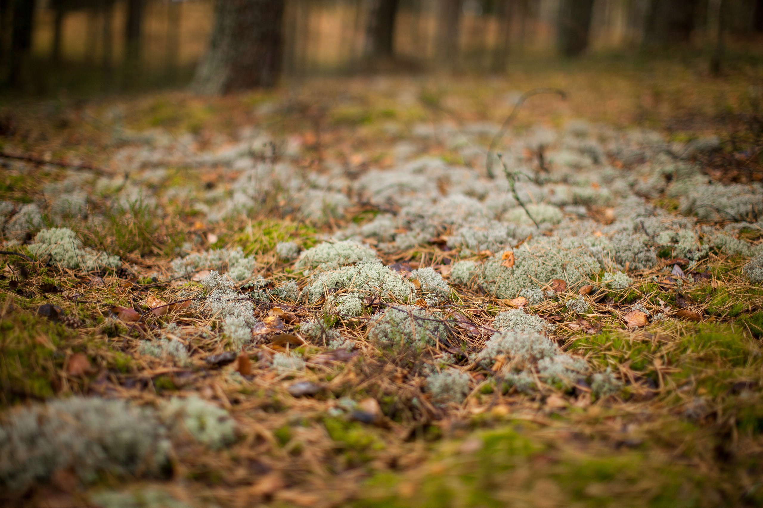 Остров «Свободы». Туманов Виталий — фотограф Москва