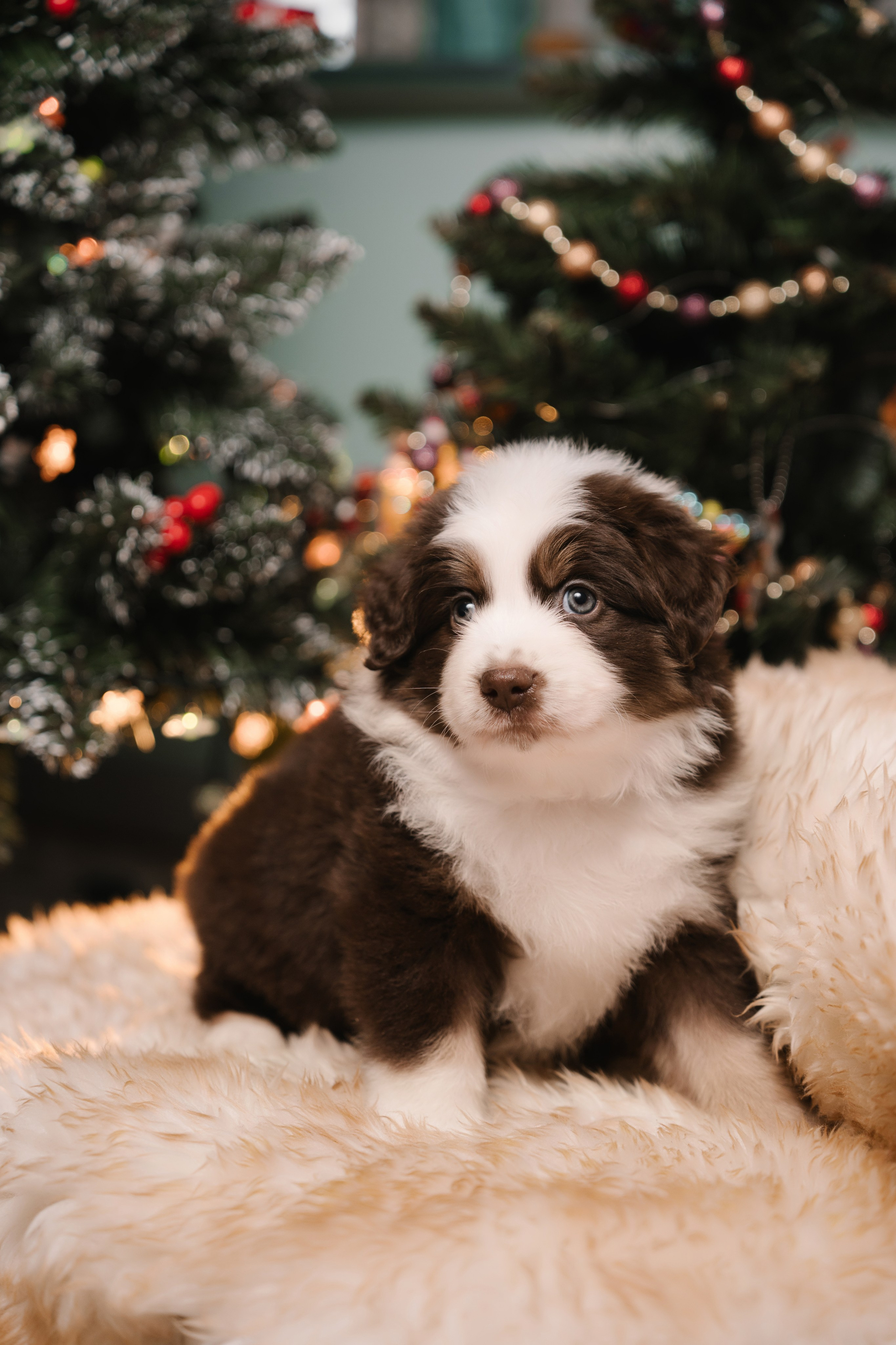 Миниатюрная австралийская овчарка. Анна Пушина, фотограф, Москва, Королев, Пушкино
