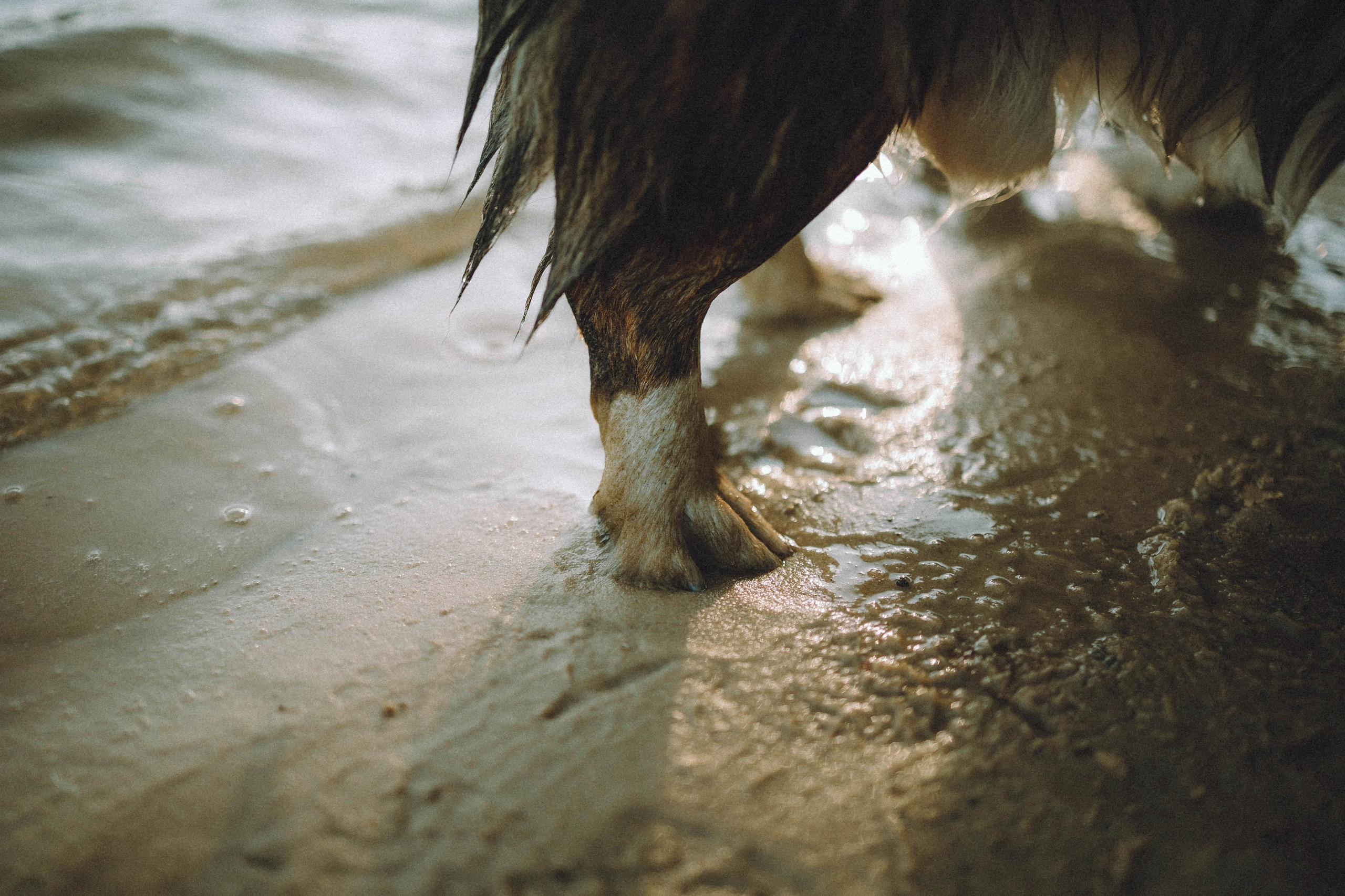 Таня, Ерш и Оллик