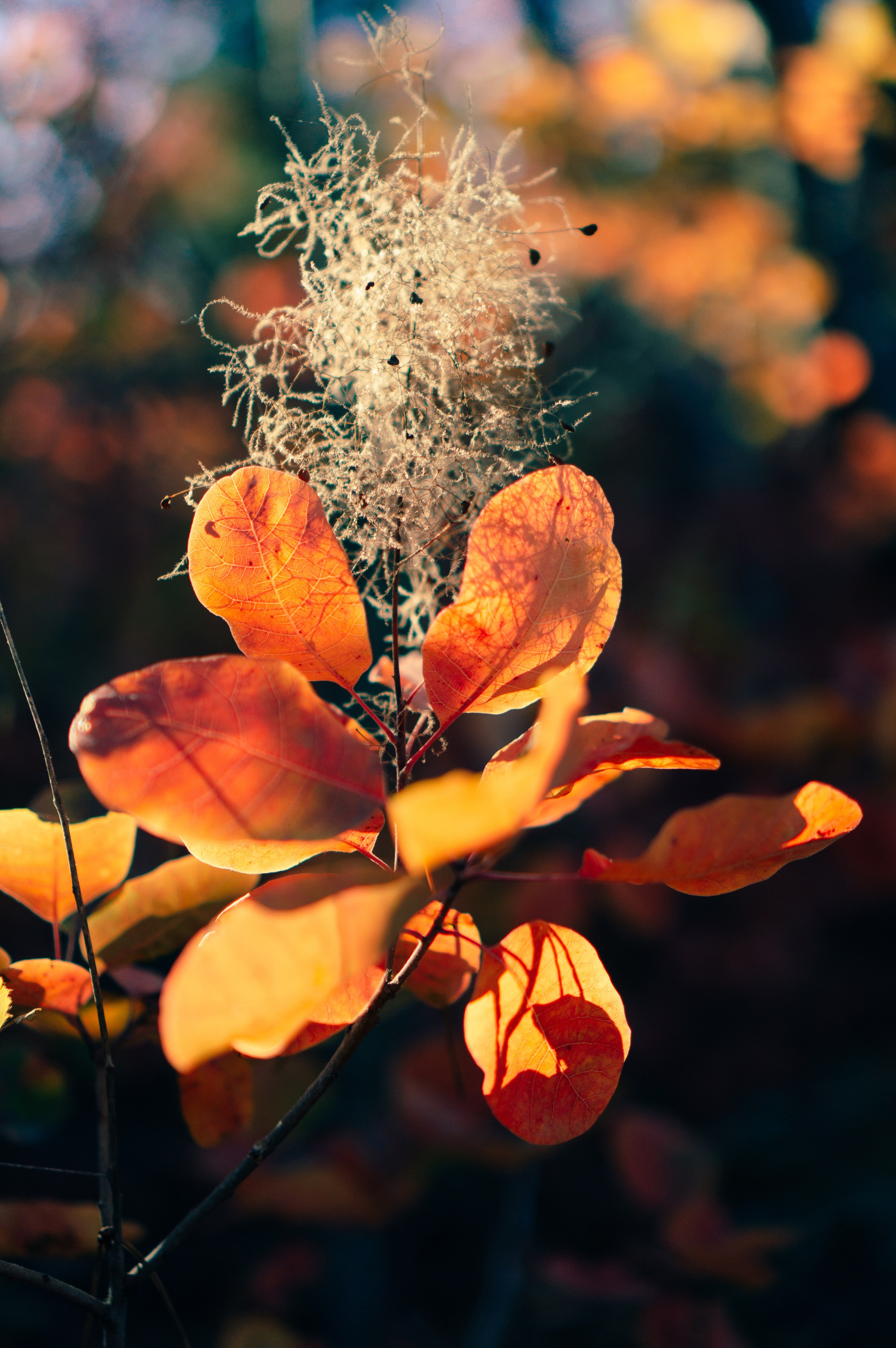 Олеся | арт-съемка в скумпии. Обо мне