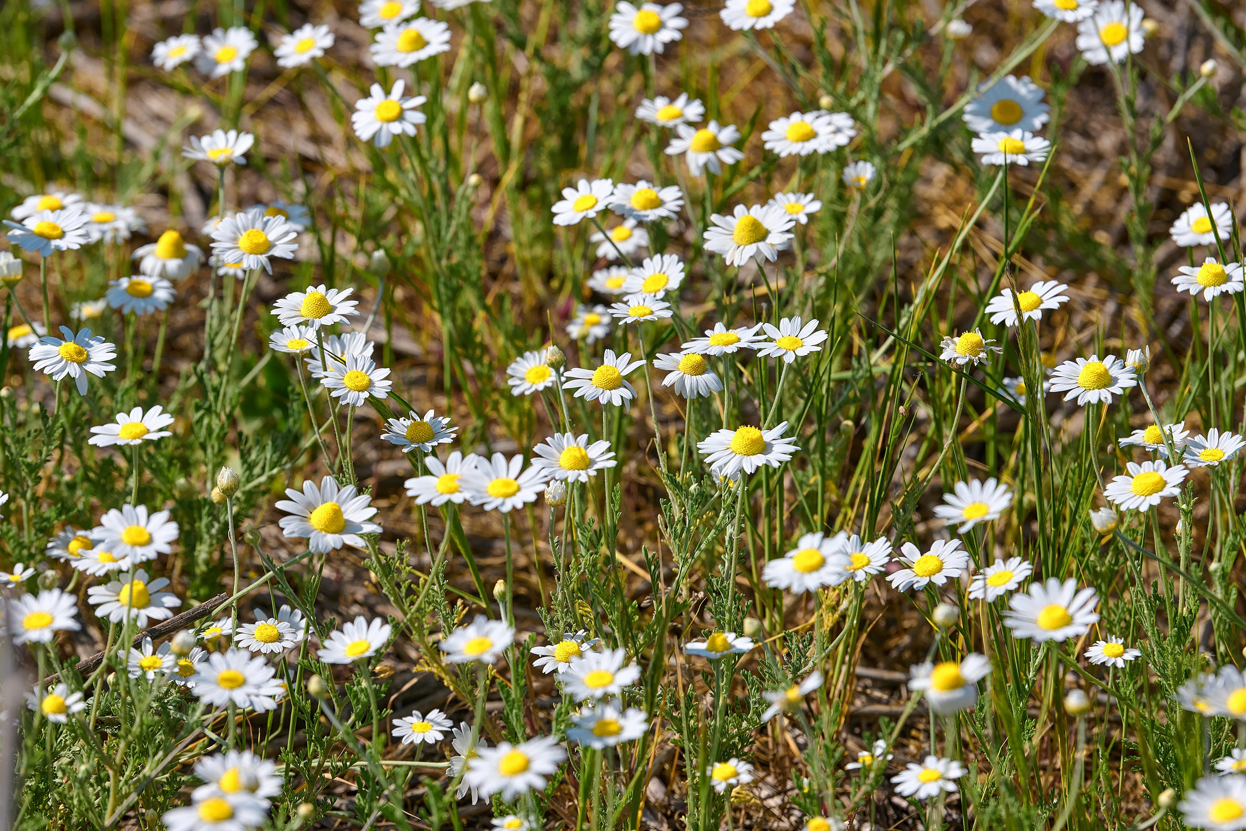 станица Благовещенская, Краснодарский край, ромашки