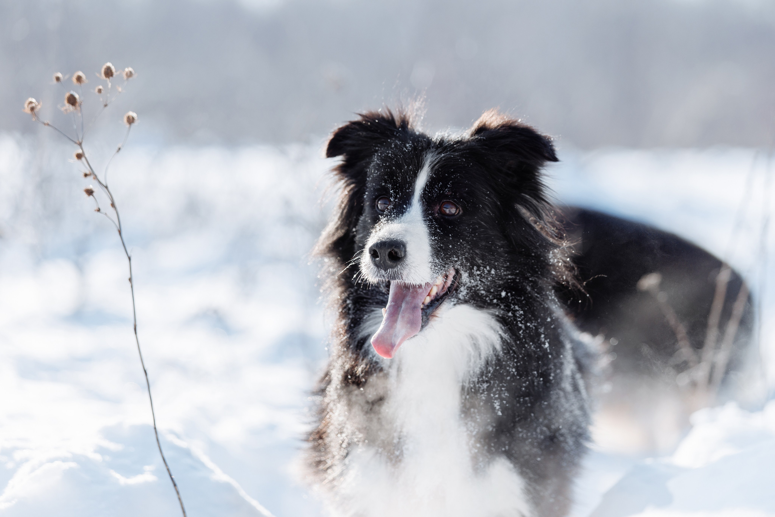 Яркий январь. О нас