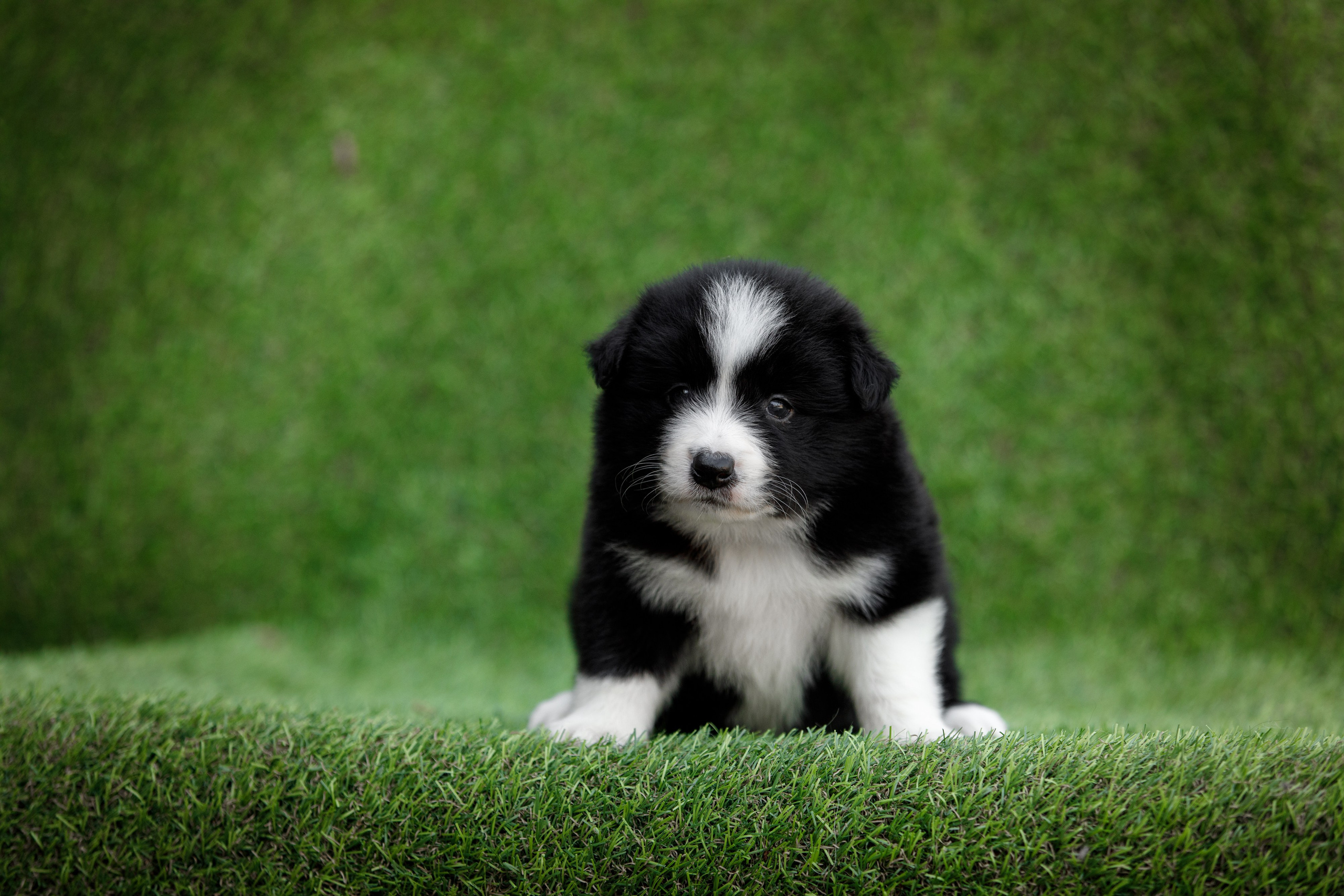 Смешарики. О нас