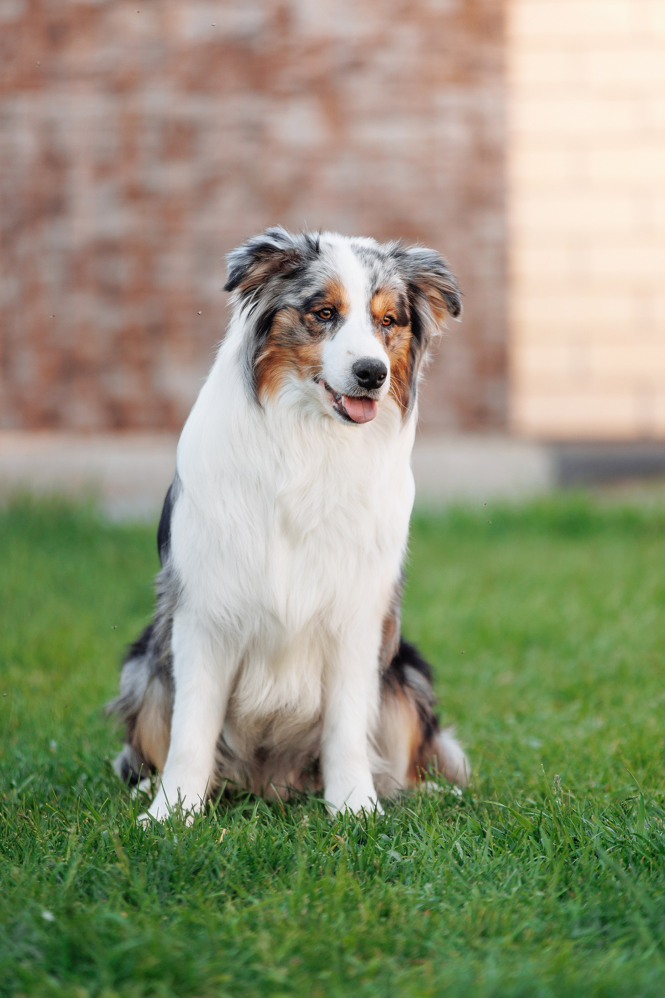 Пушистое. О нас