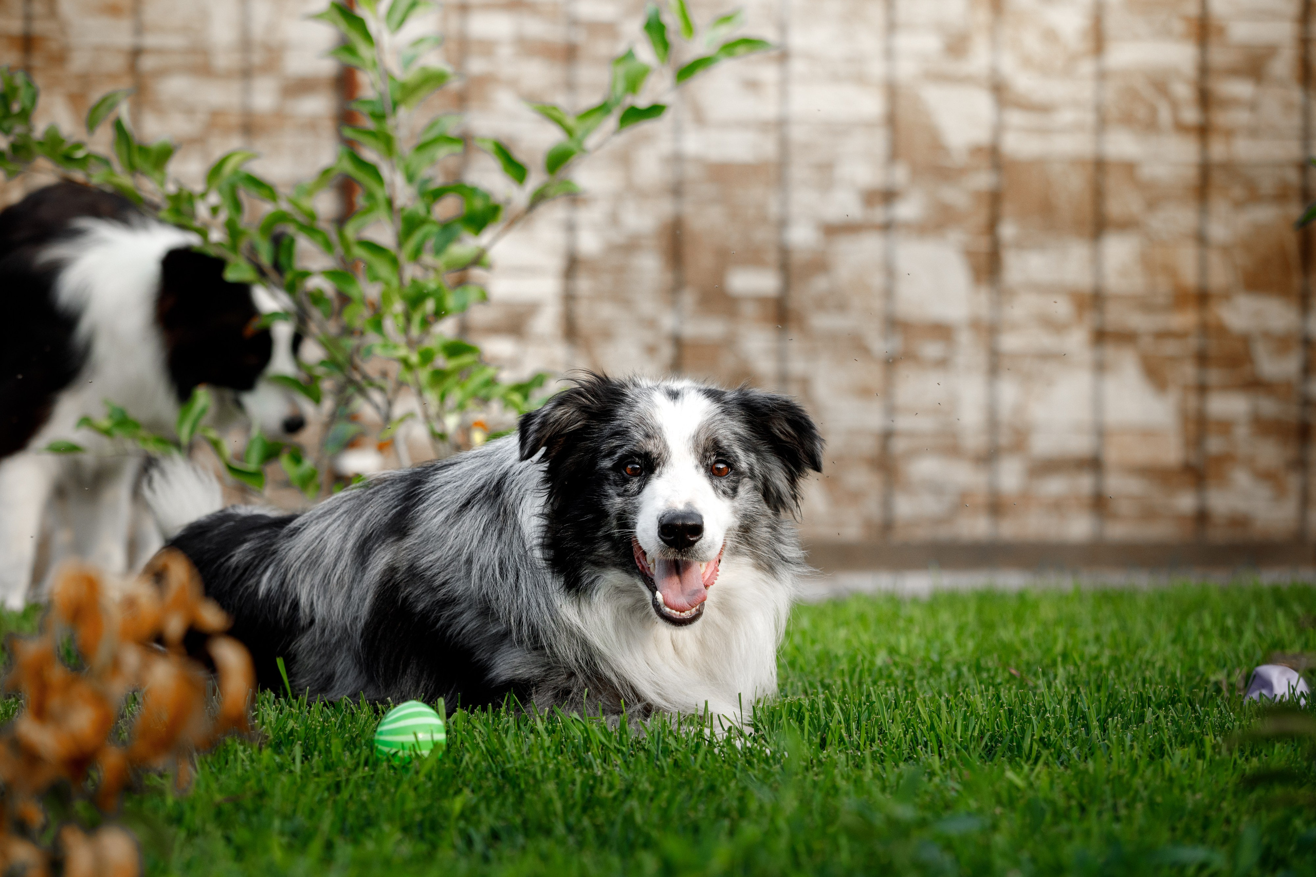 Болтовня в саду. О нас