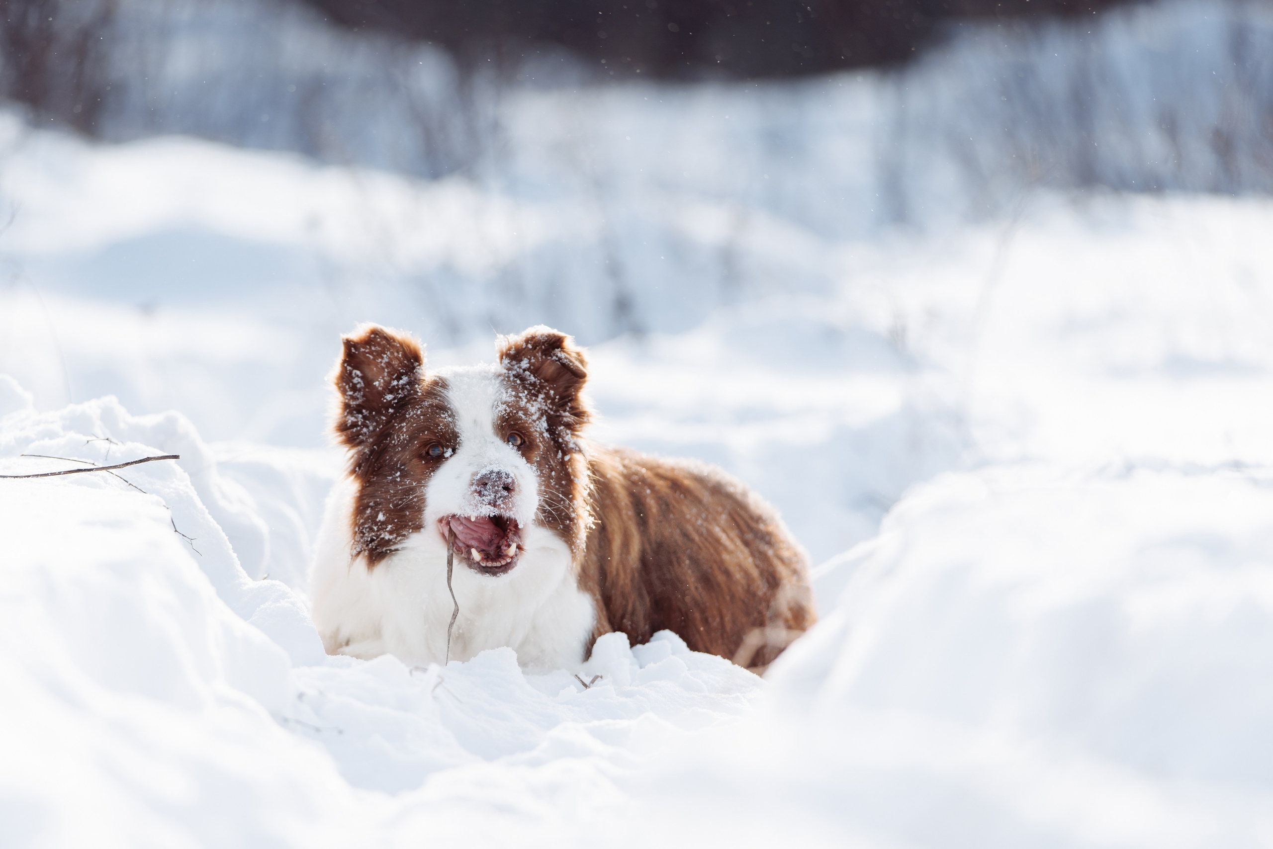 Яркий январь. О нас