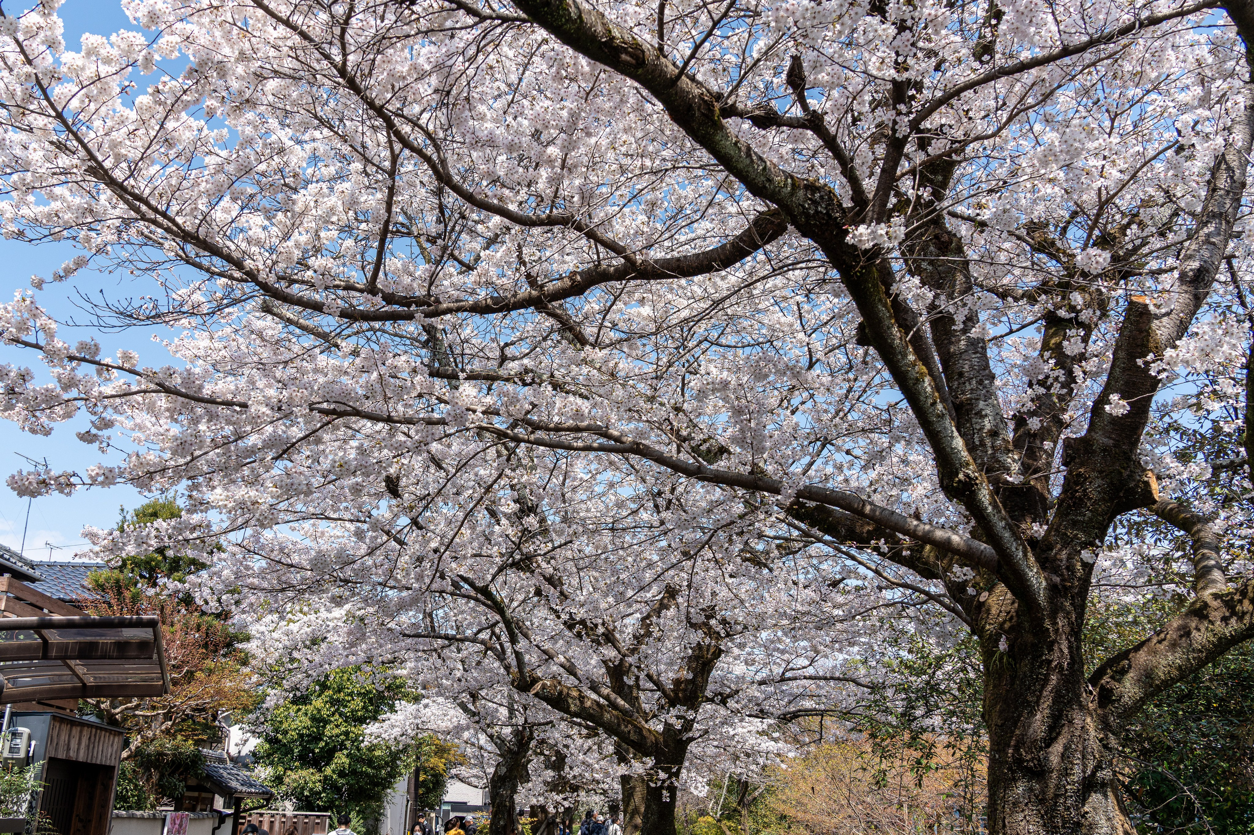Япония, сакура. Творческие сьемки