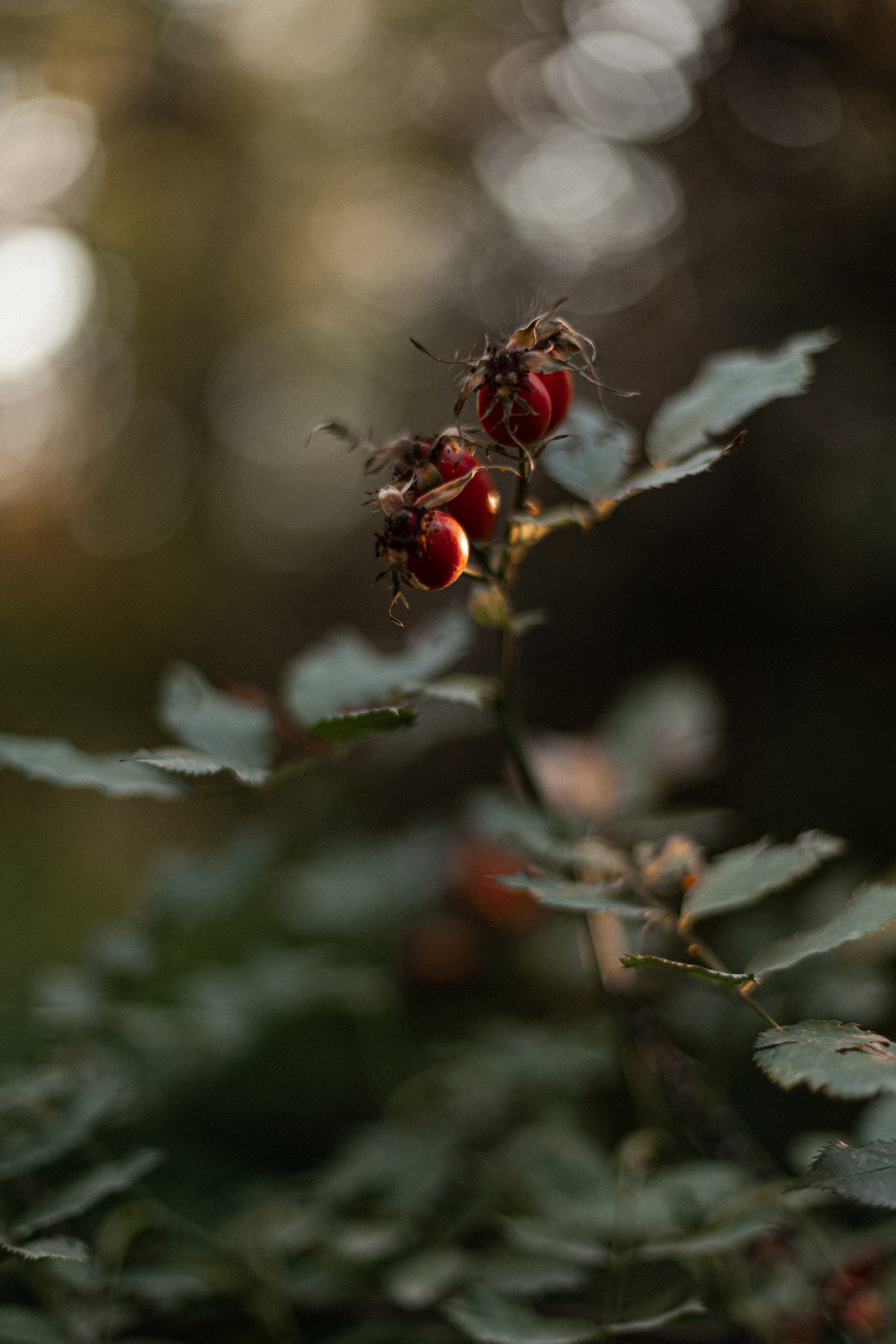 Botanical garden. Portraiture & lifestyle photographer in Dubai/Almaty, Olga Chernyak