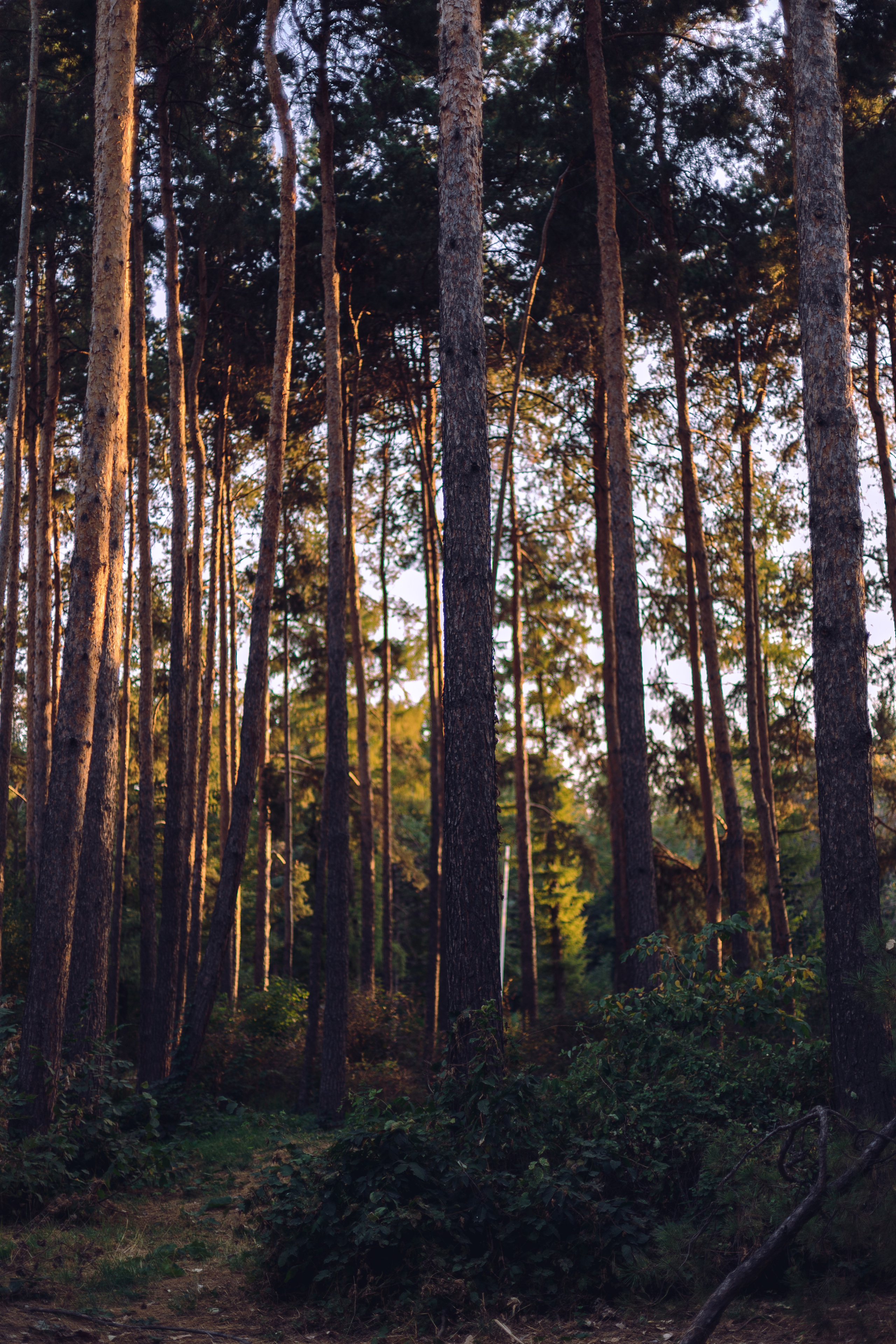 Botanical garden. Portraiture & lifestyle photographer in Dubai/Almaty, Olga Chernyak