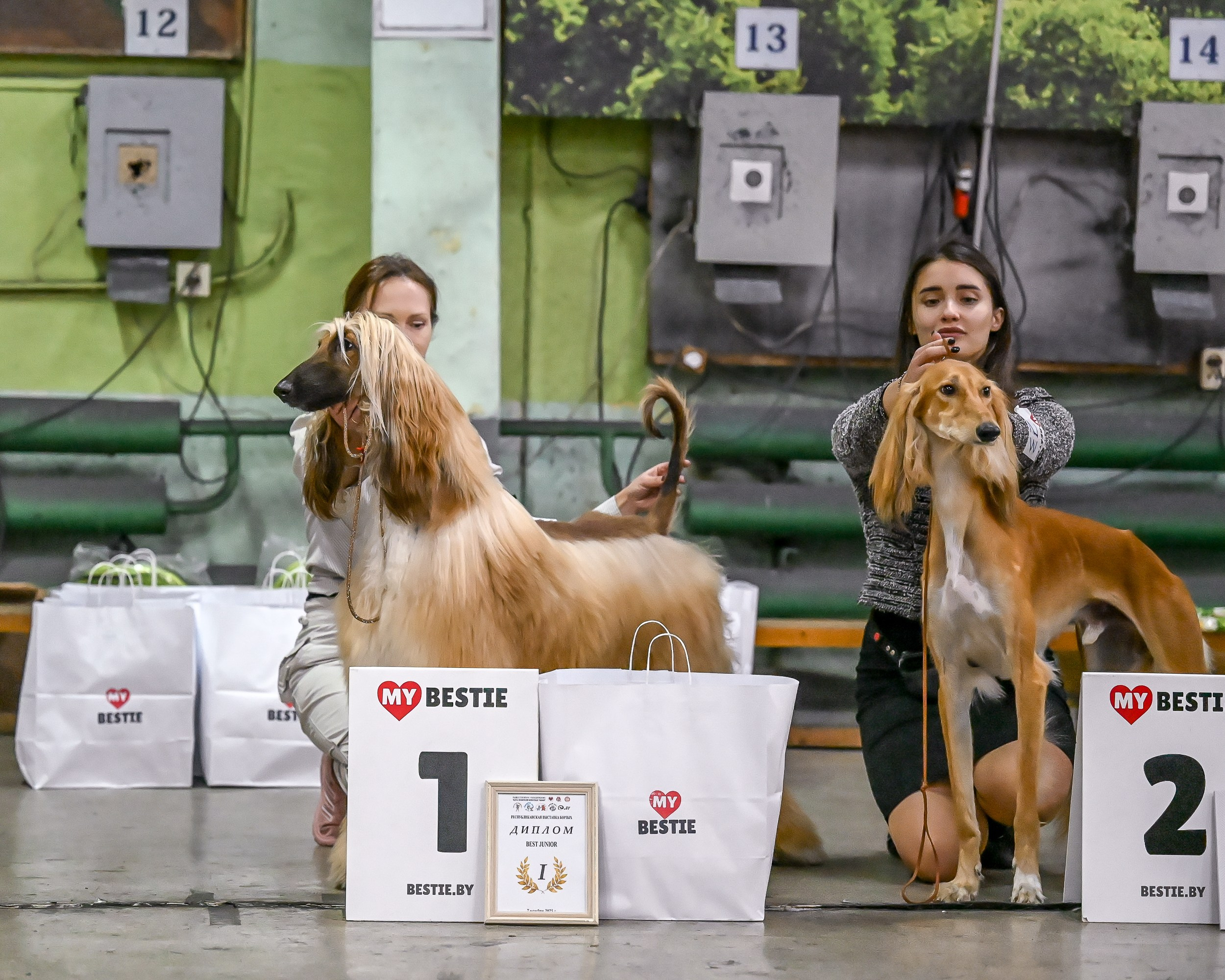 07.11.2025 Клуб Хобби. Галерея фотографий афганской борзой