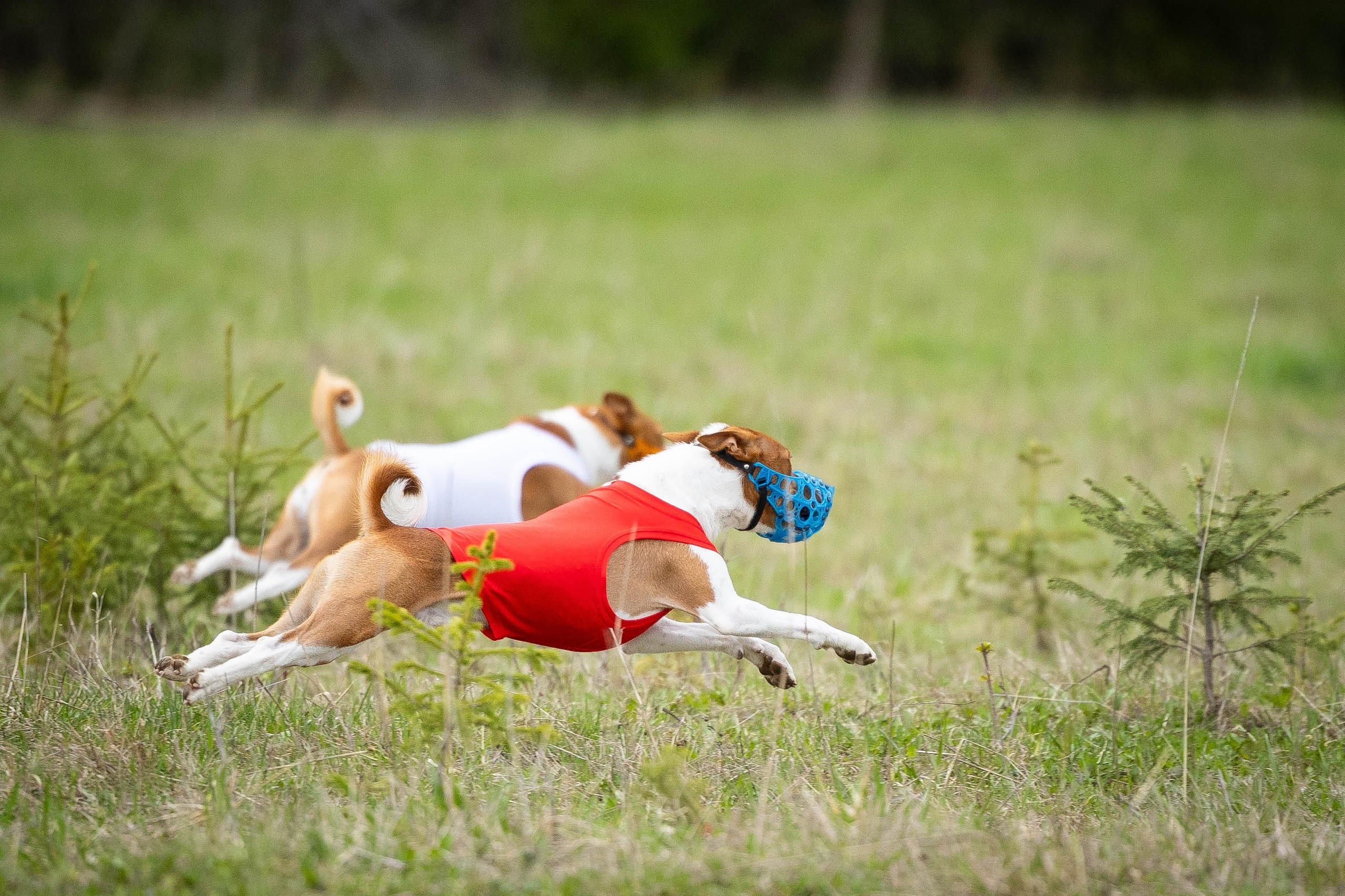 Курсинг. Фотограф Анималист в Перми Анастасия Остерман