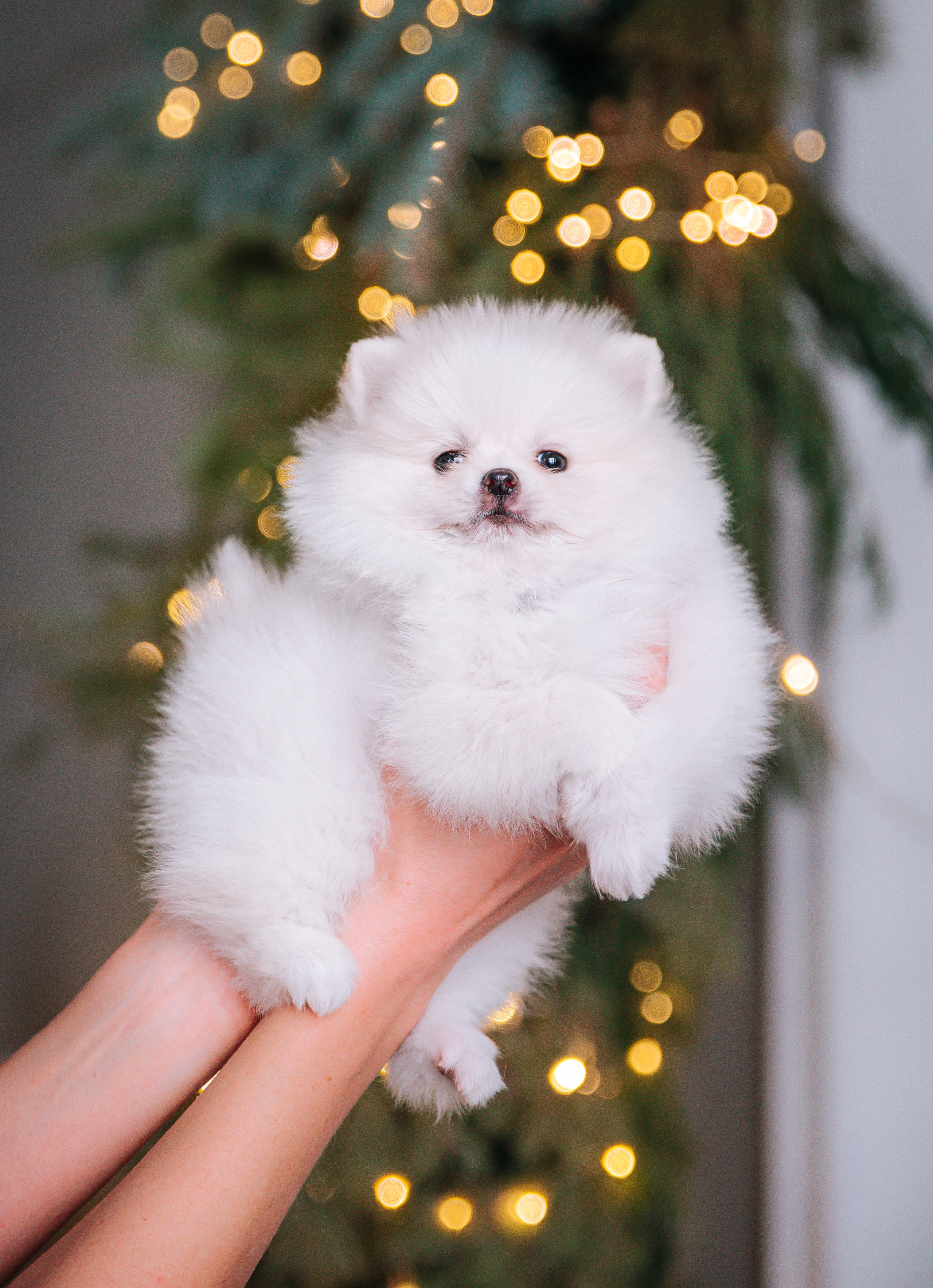 Шпицы щенки студия. Главная