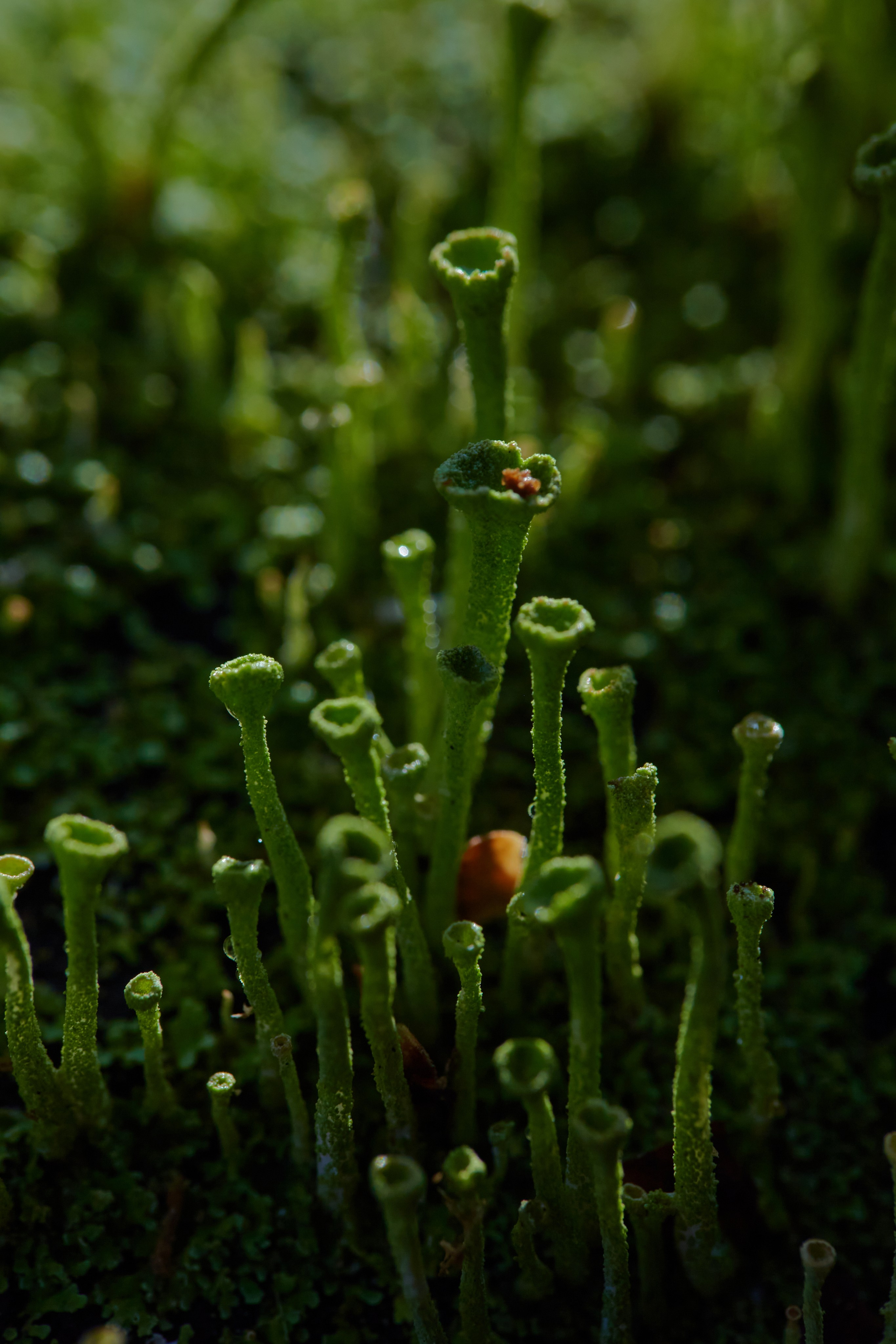 Интерьерные картины. Ангелина Журавлева Фотограф в Москве