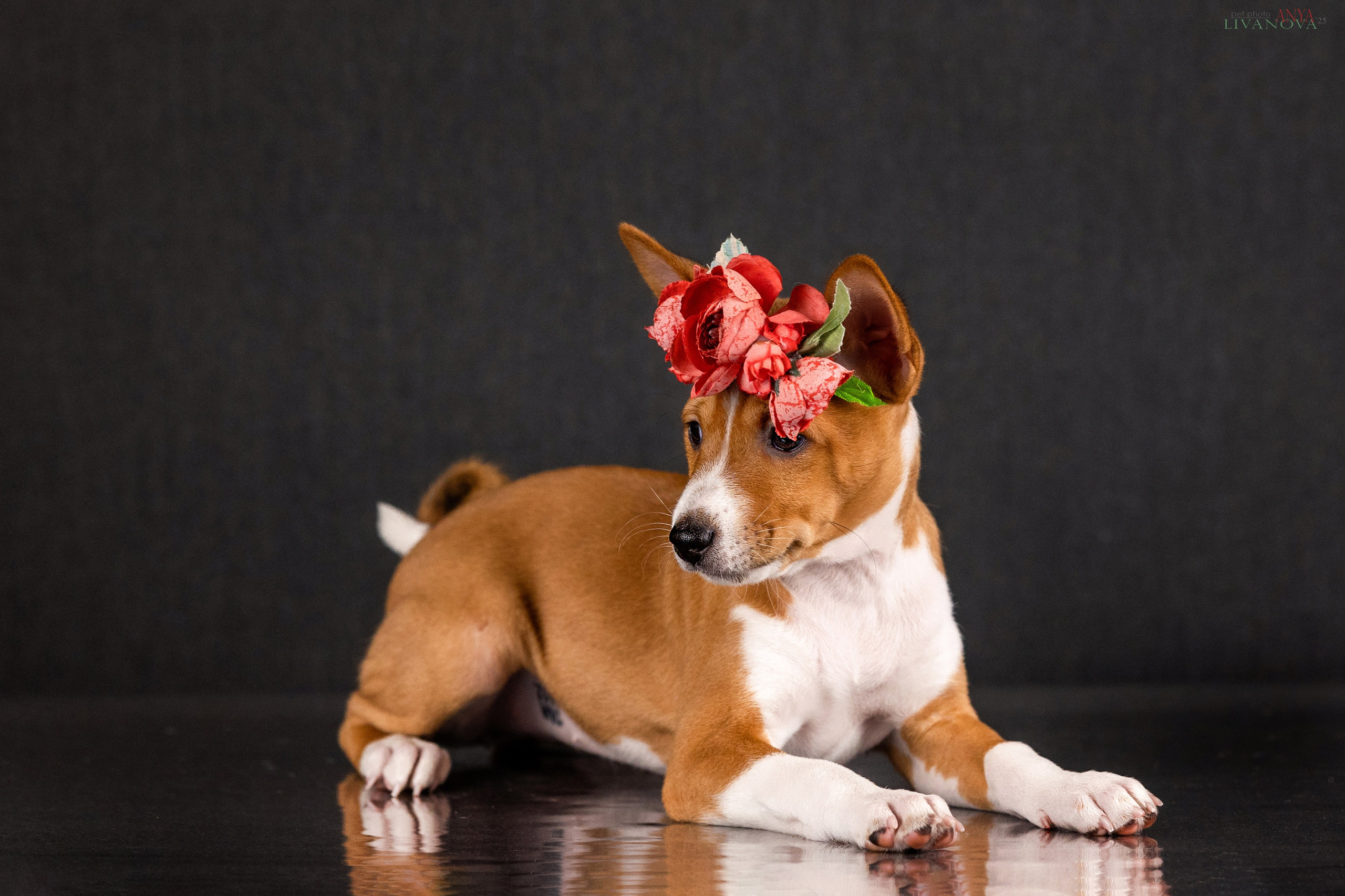 Басенджи. Фотограф анималист Аня Ливанова | Рыбинск