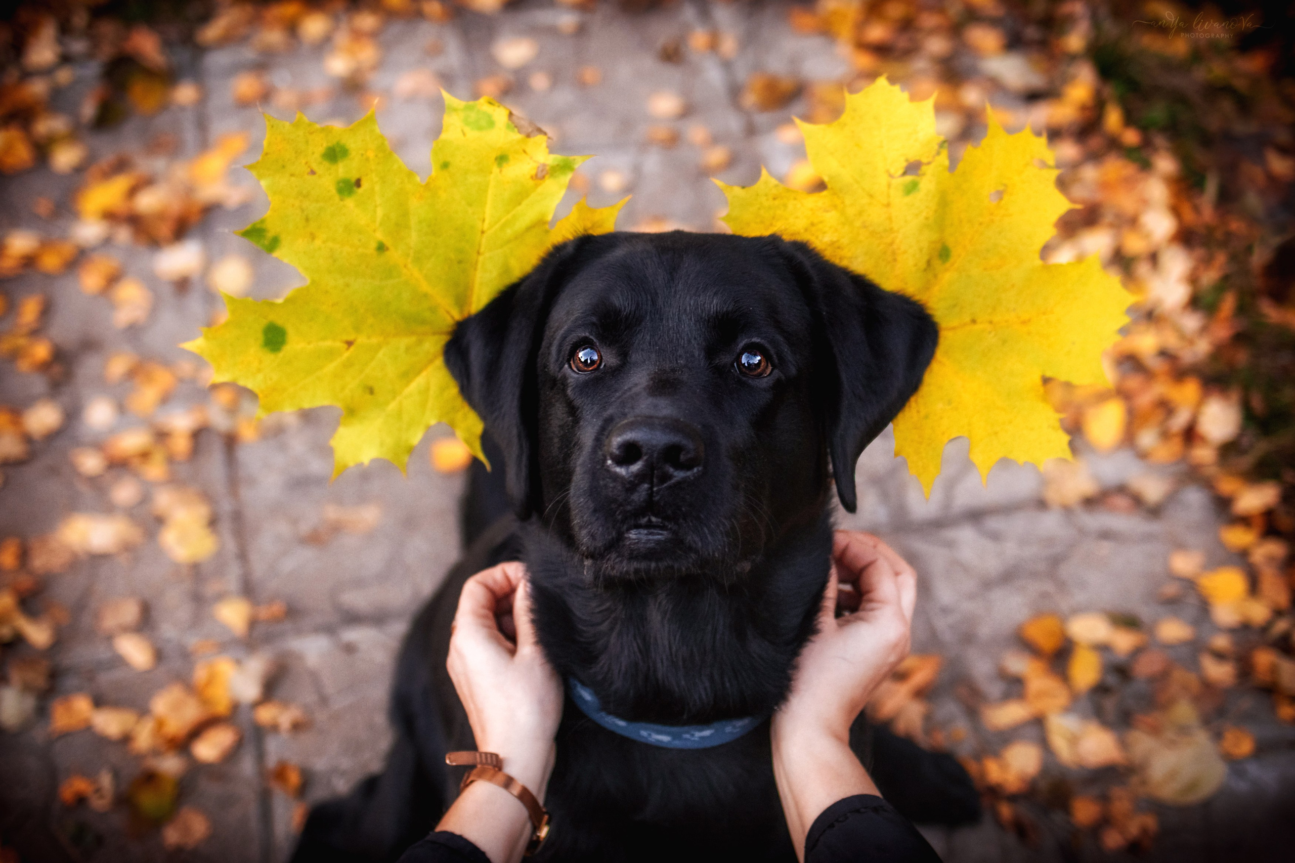 Оскар и его семья в парке. Фотограф анималист Аня Ливанова | Рыбинск