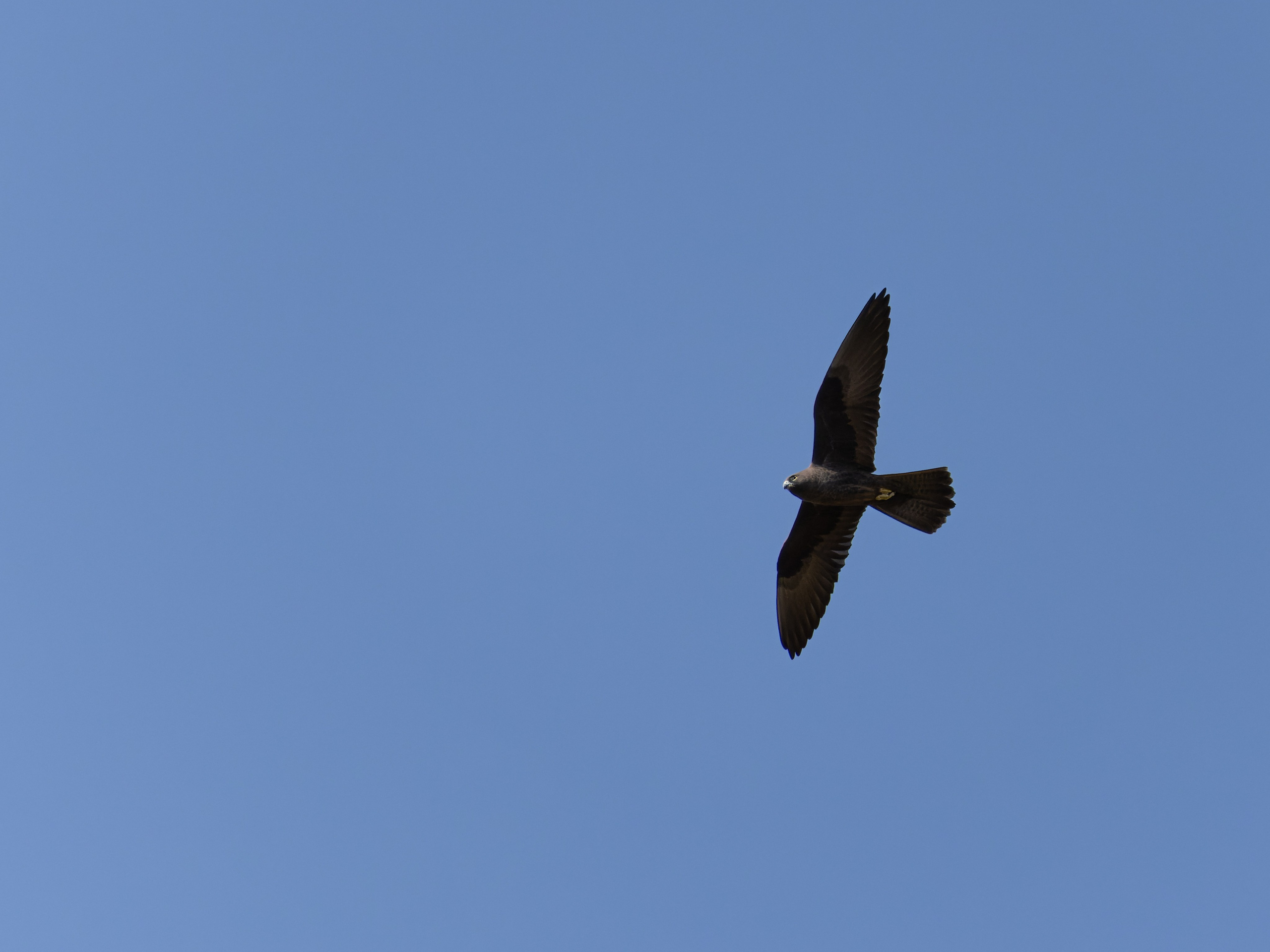 Cyprus 2023. Anton Chernov | Wildlife photographer