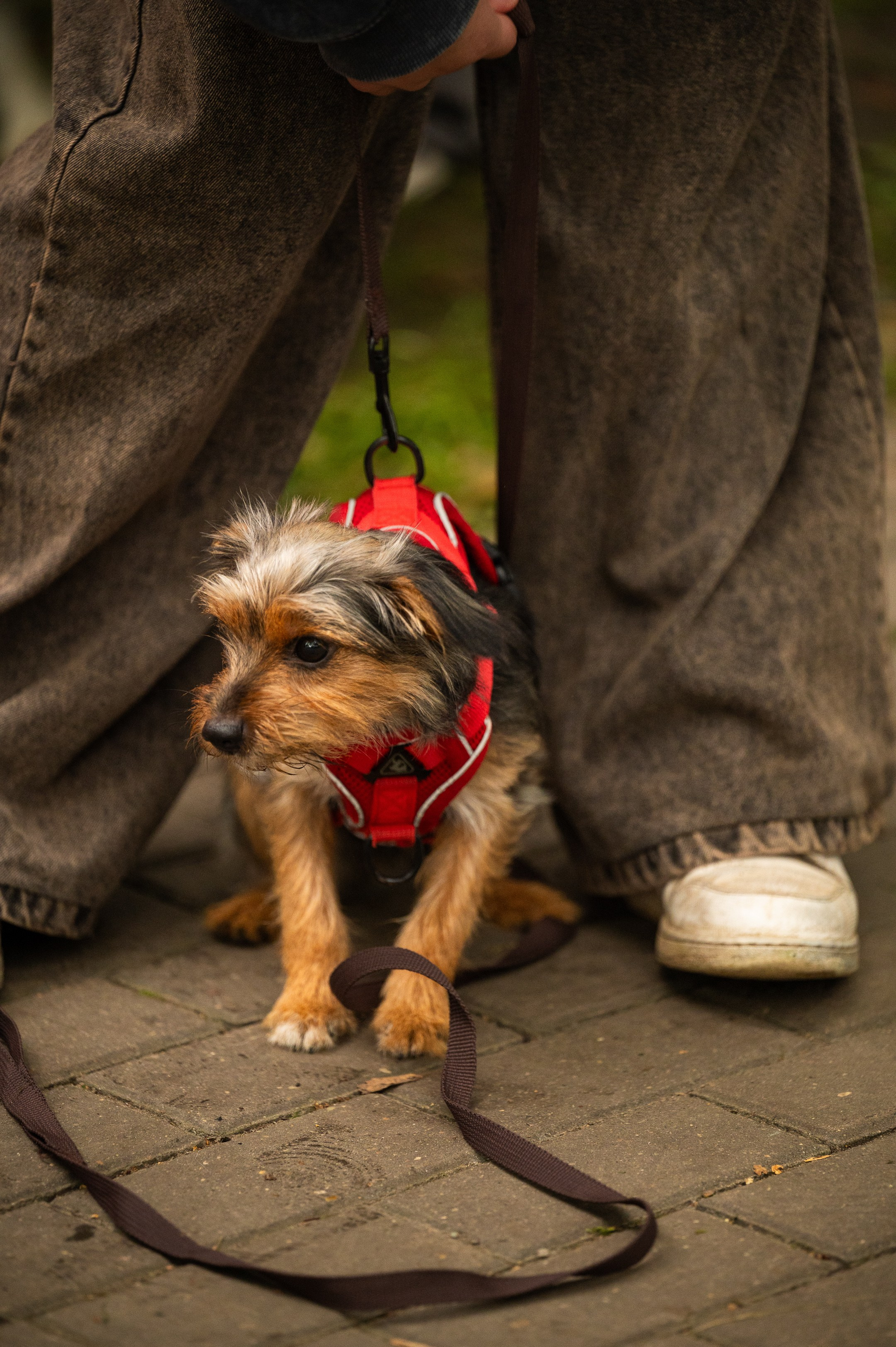 4lapy fest 2025. Photographer in Moscow Anna Chistiakova