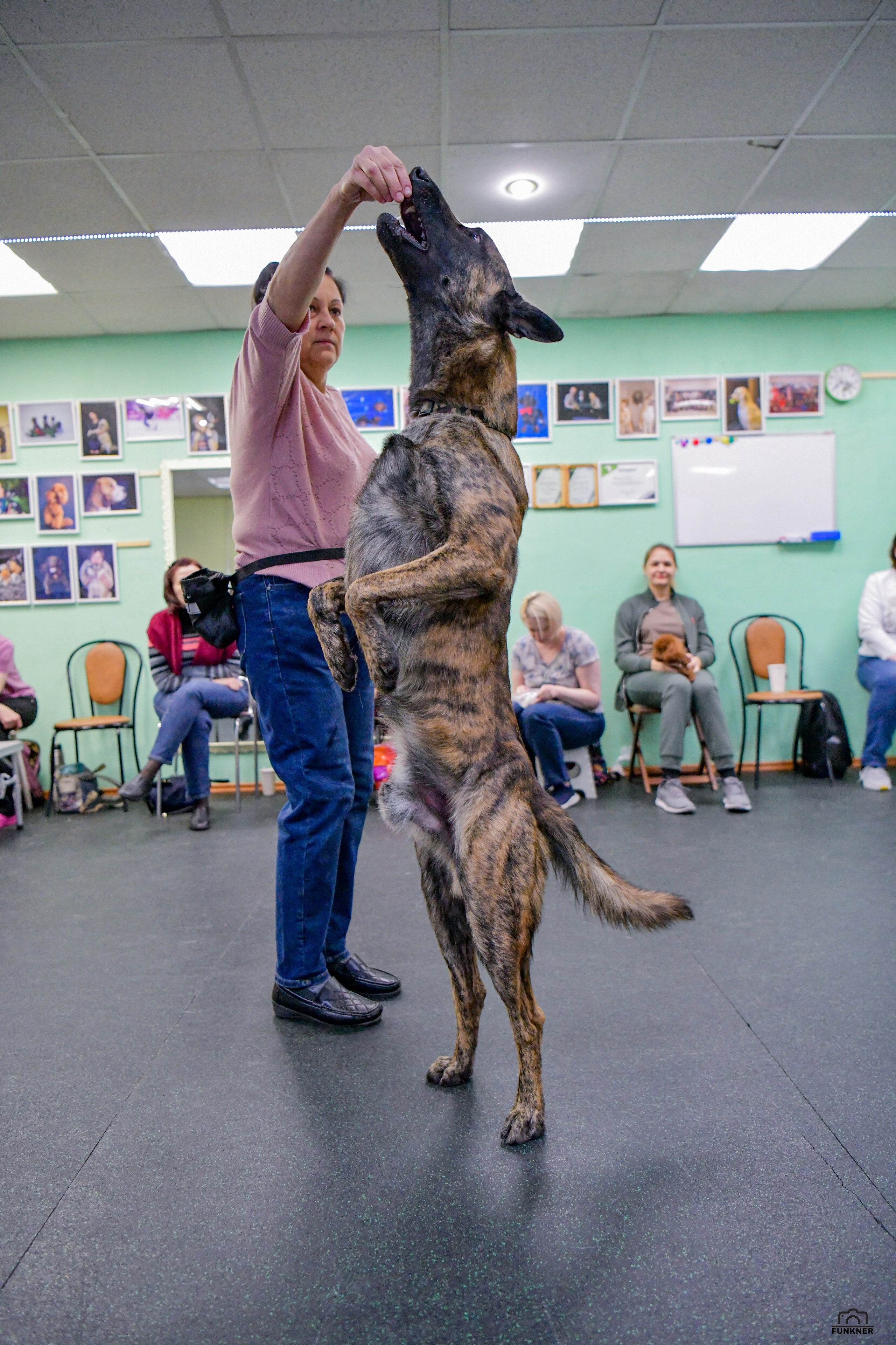 Кинологический клуб «Бодрый хвост». Свой взгляд через объектив