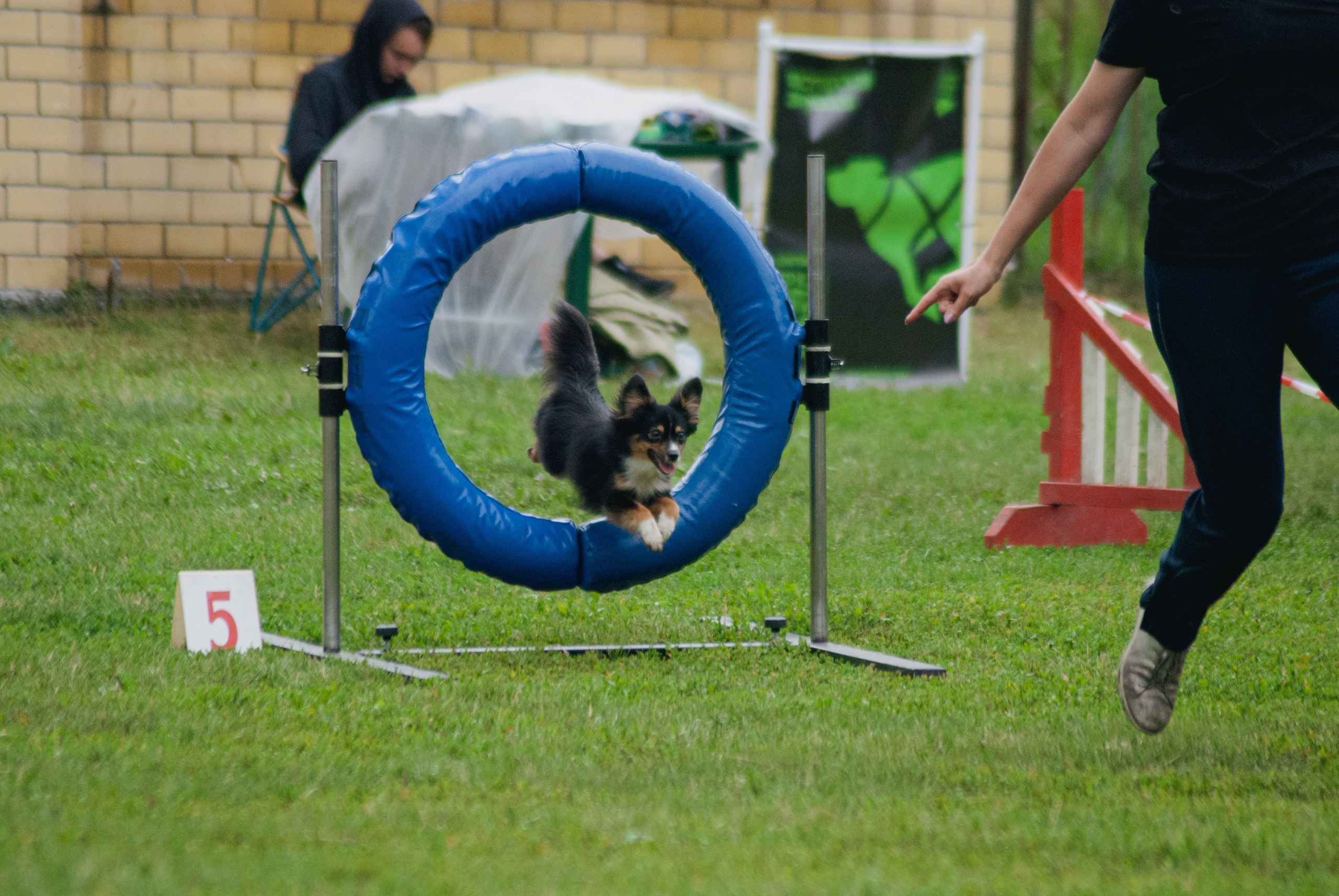 Аджилити. Фотограф в Тюмени Лизавета Сапицкая