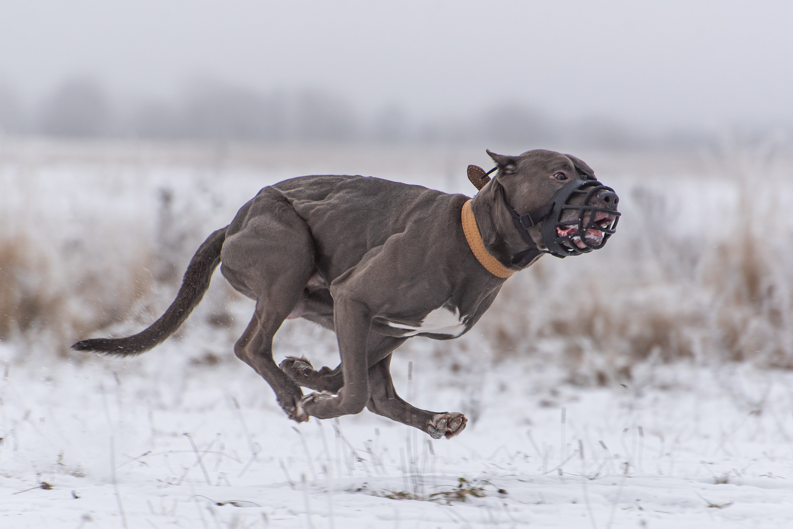Бега за механической приманкой (Курсинг). Фотограф Макс Огурцов в Нижнем Новгороде