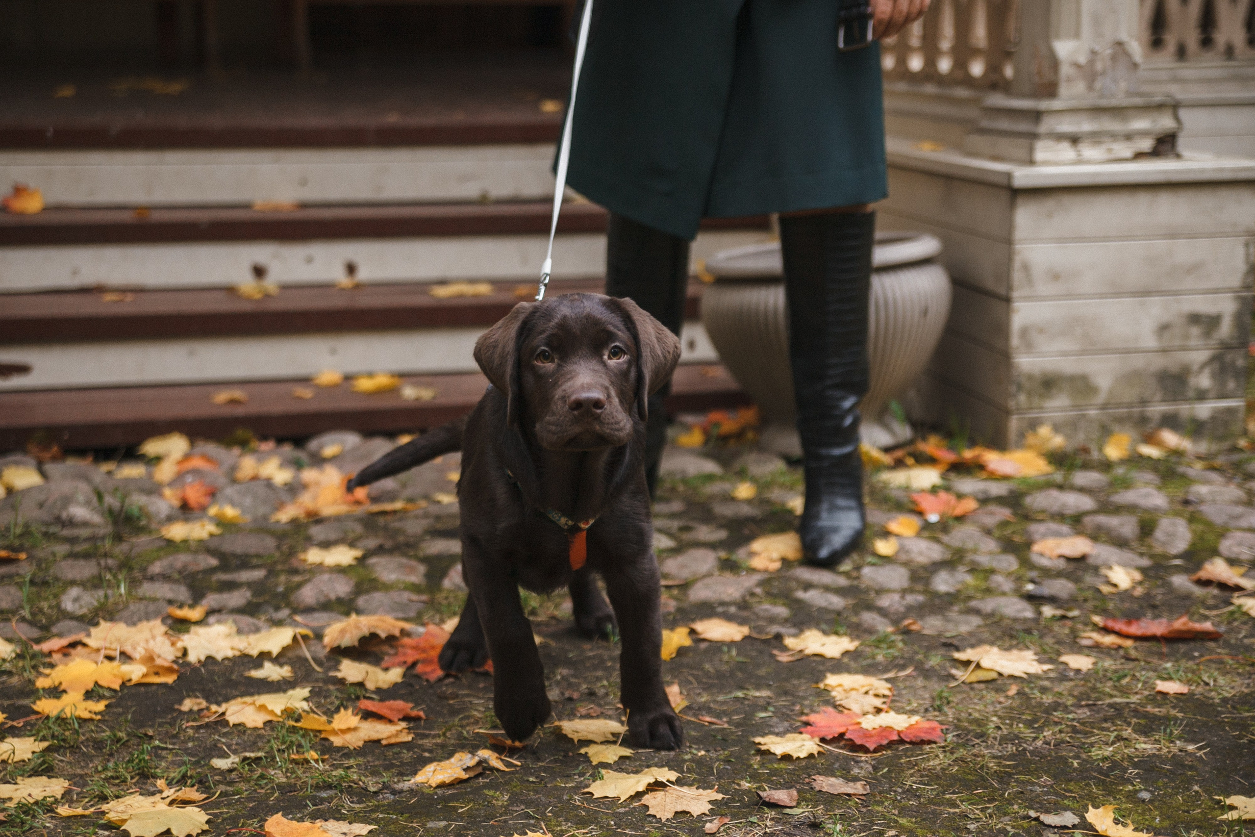 4 ноги, Терем, чай и 1 маленький хвост. Семейный фотограф, свадебный фотограф, женский портрет в Санкт-Петербу