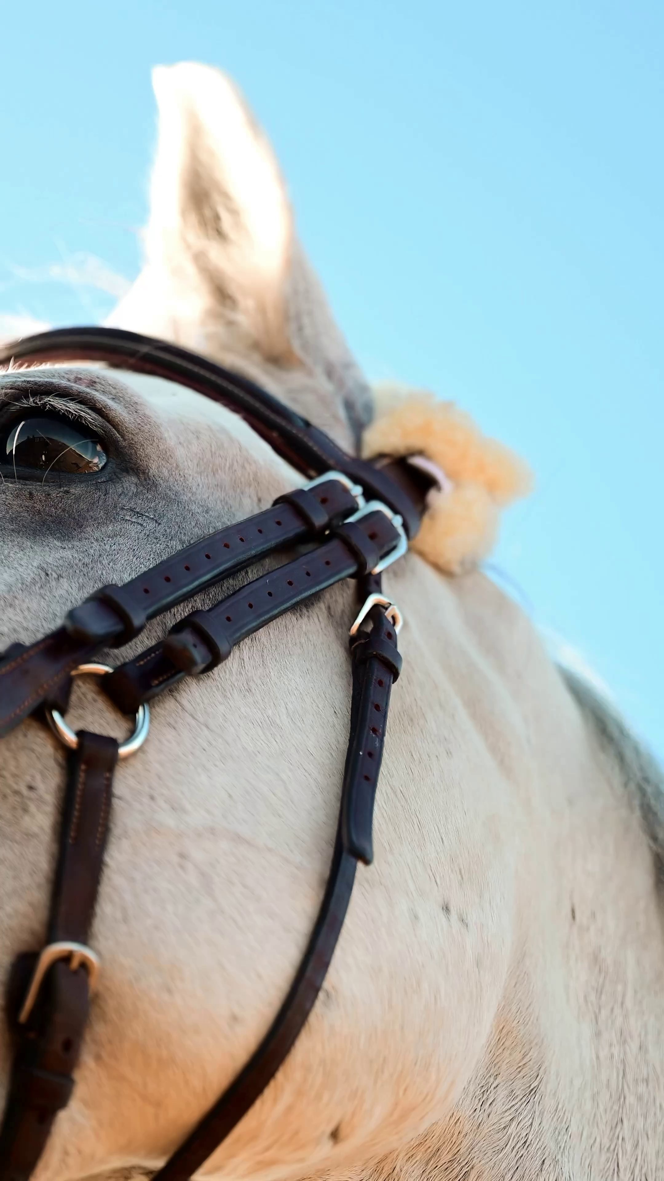 Видео Конкур|Рысистые бега. Мила Астахова