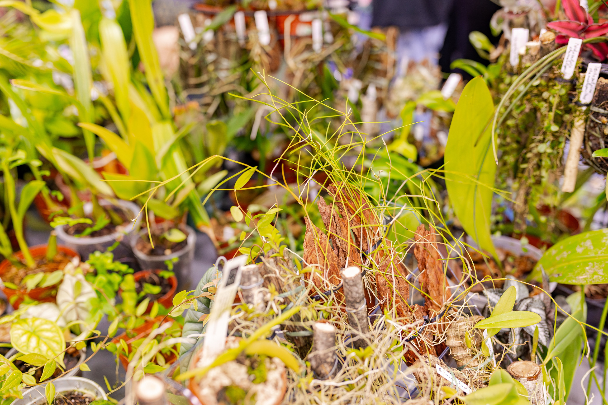 Орхидиум сентябрь 2025. Александра Куликова фотограф, Москва