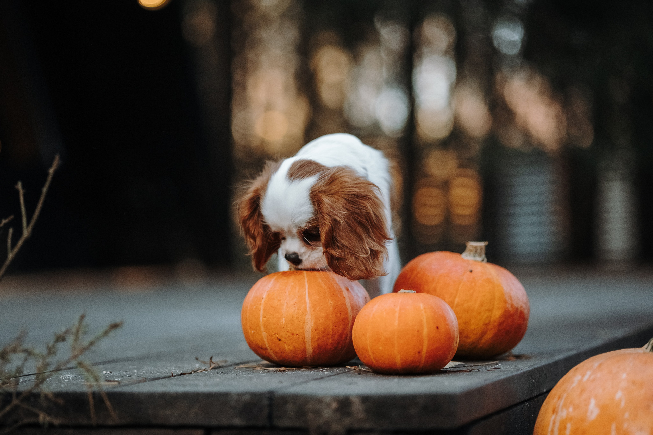 Семейная история. Фотограф — Анималист | Санкт-Петербург