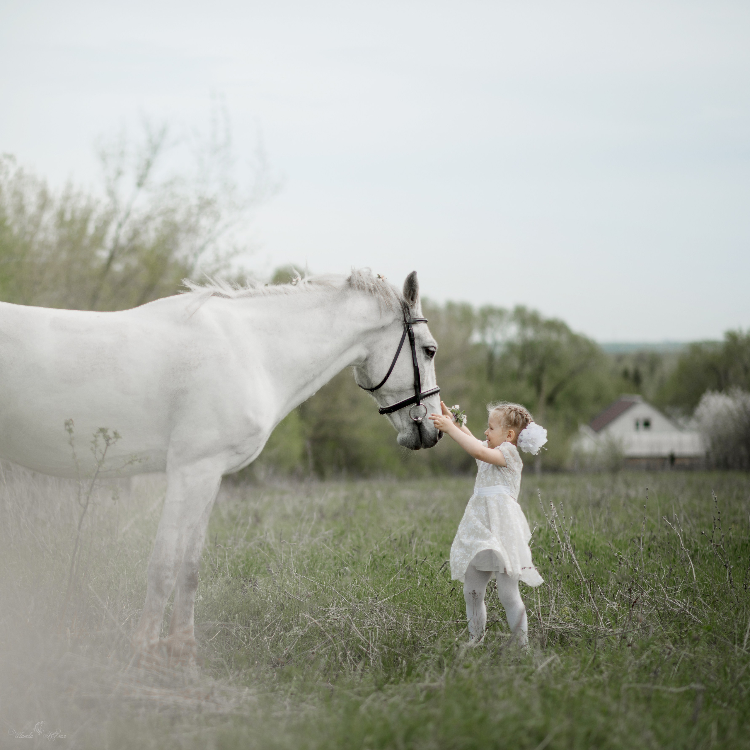 Мирослава и Гипноз. Конный фотограф в Саратове Юлия Иванова