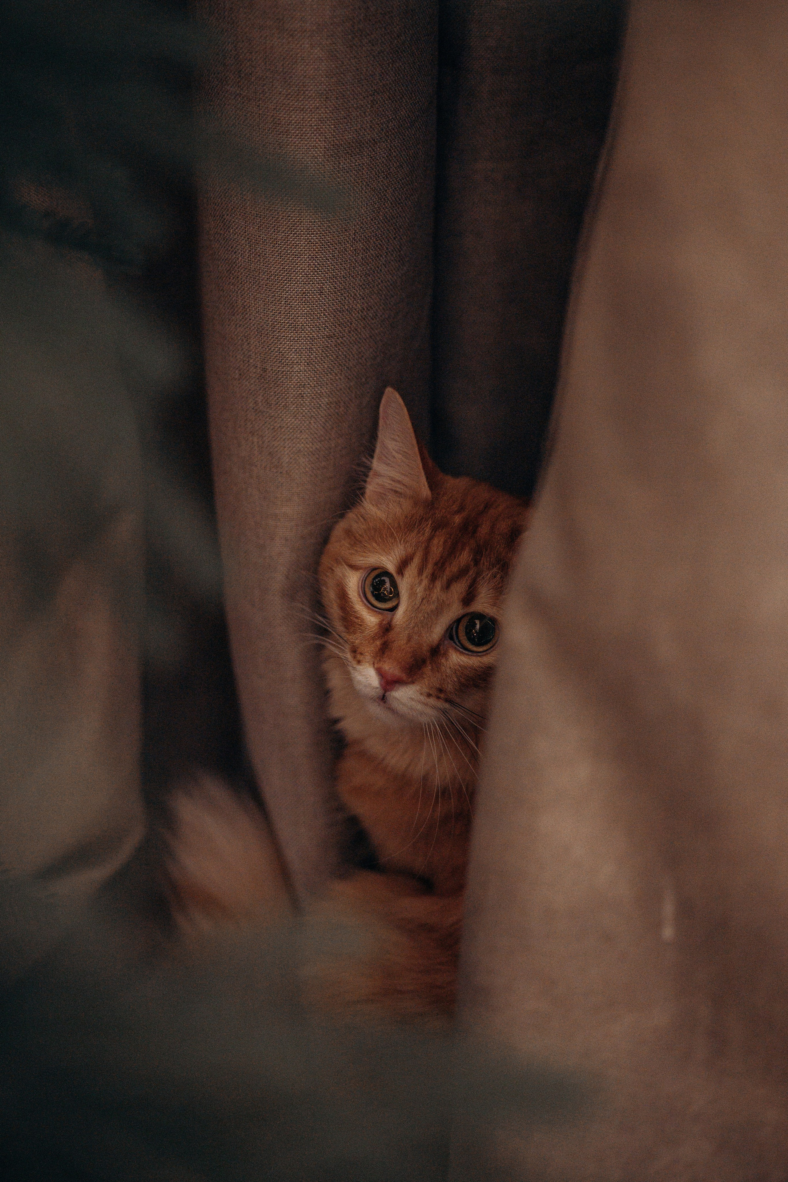 Эля и Франц. Фотограф — Анималист | Санкт-Петербург